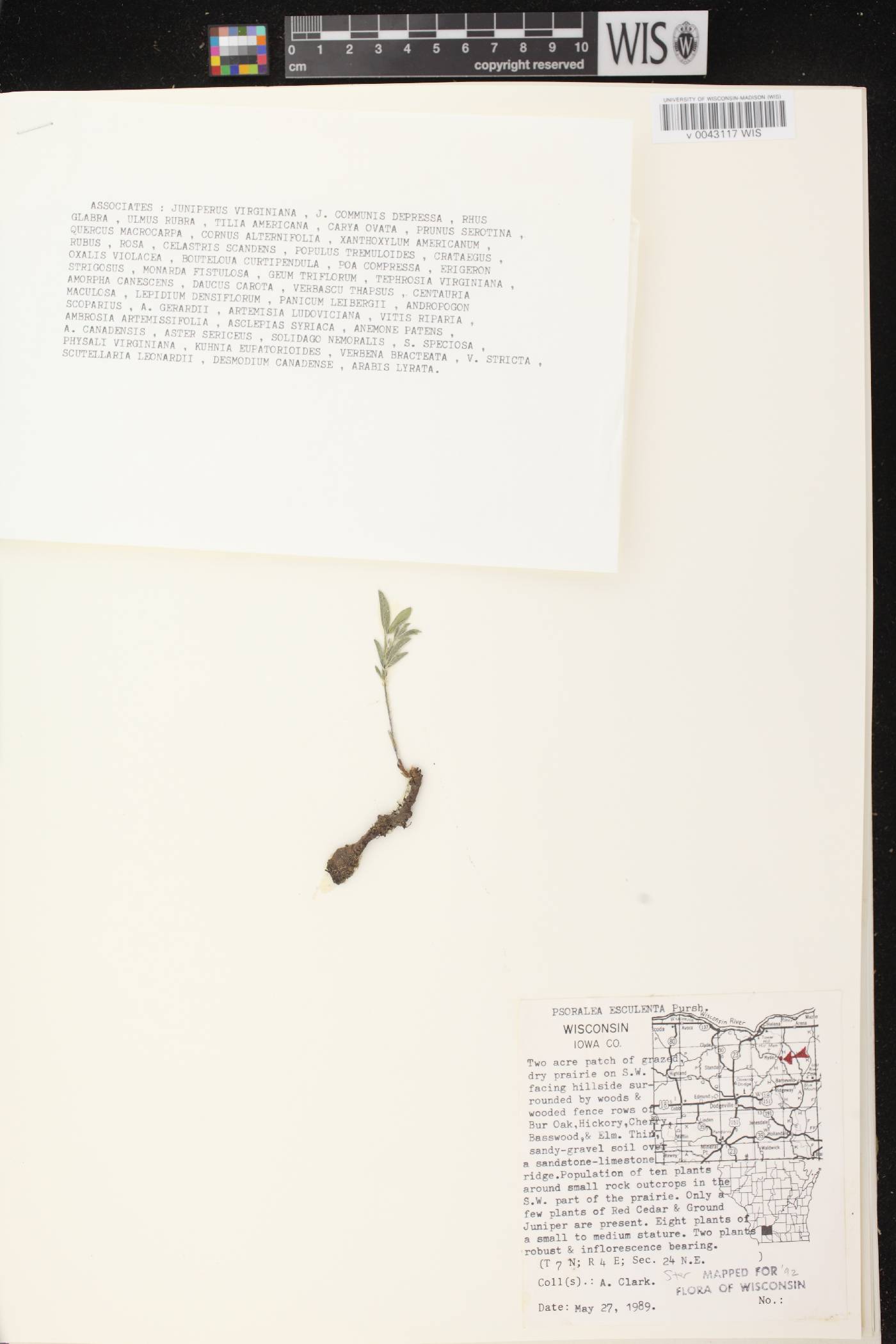 Pediomelum esculentum image