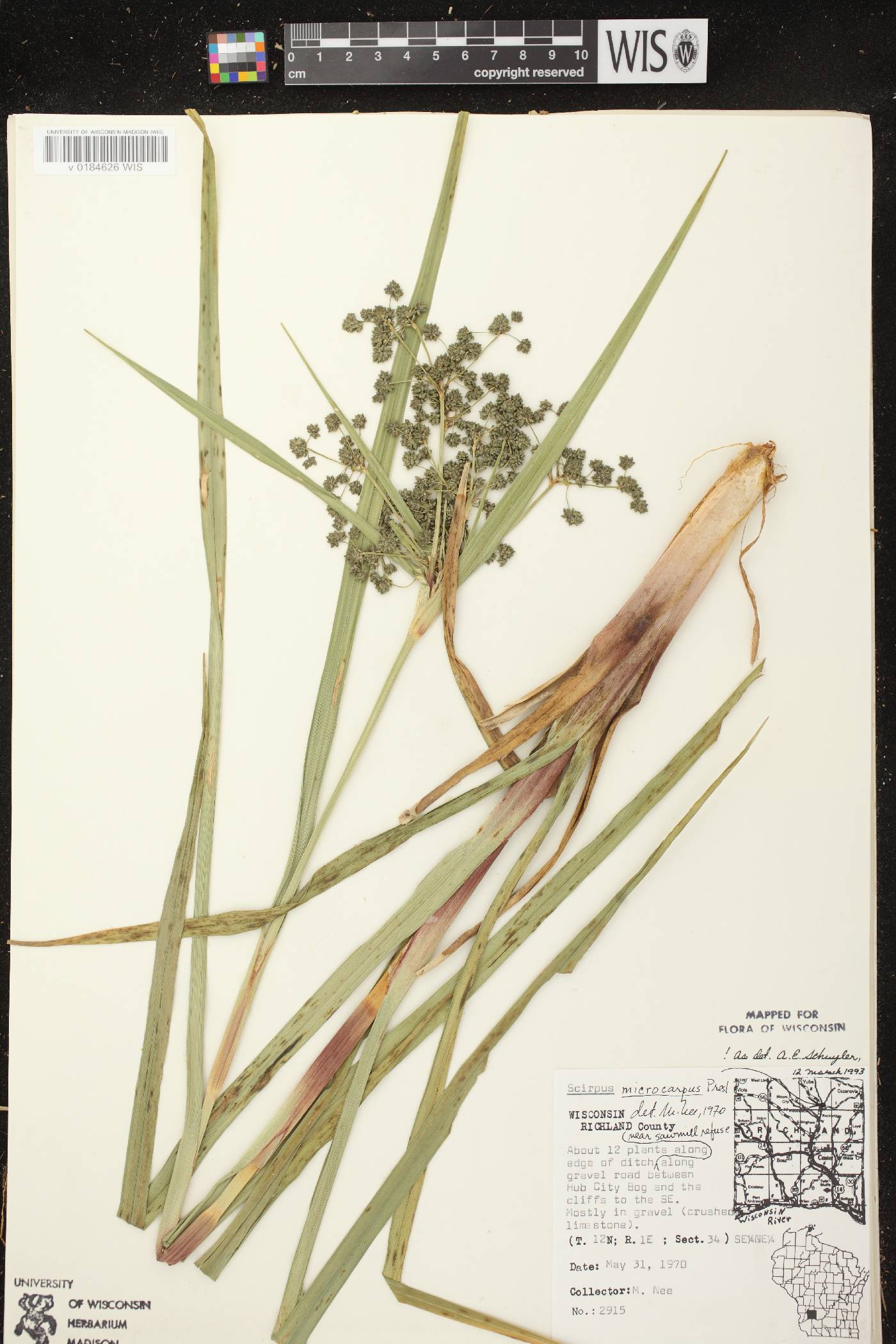 Scirpus microcarpus image