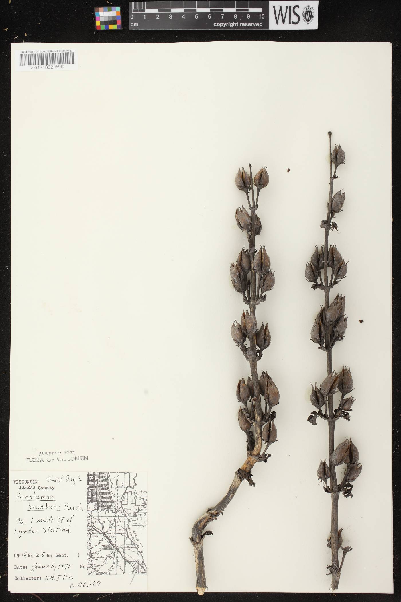 Penstemon grandiflorus image