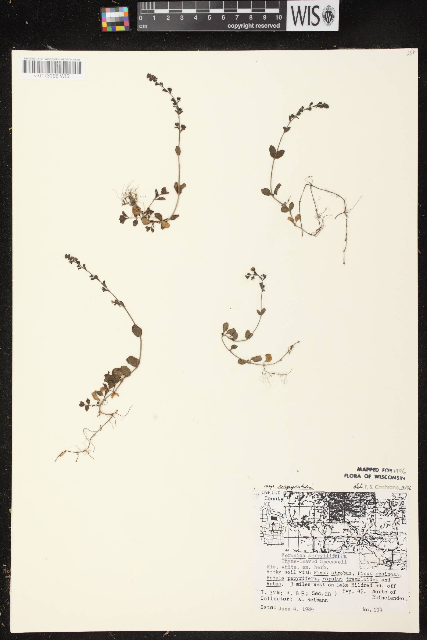 Veronica serpyllifolia subsp. serpyllifolia image