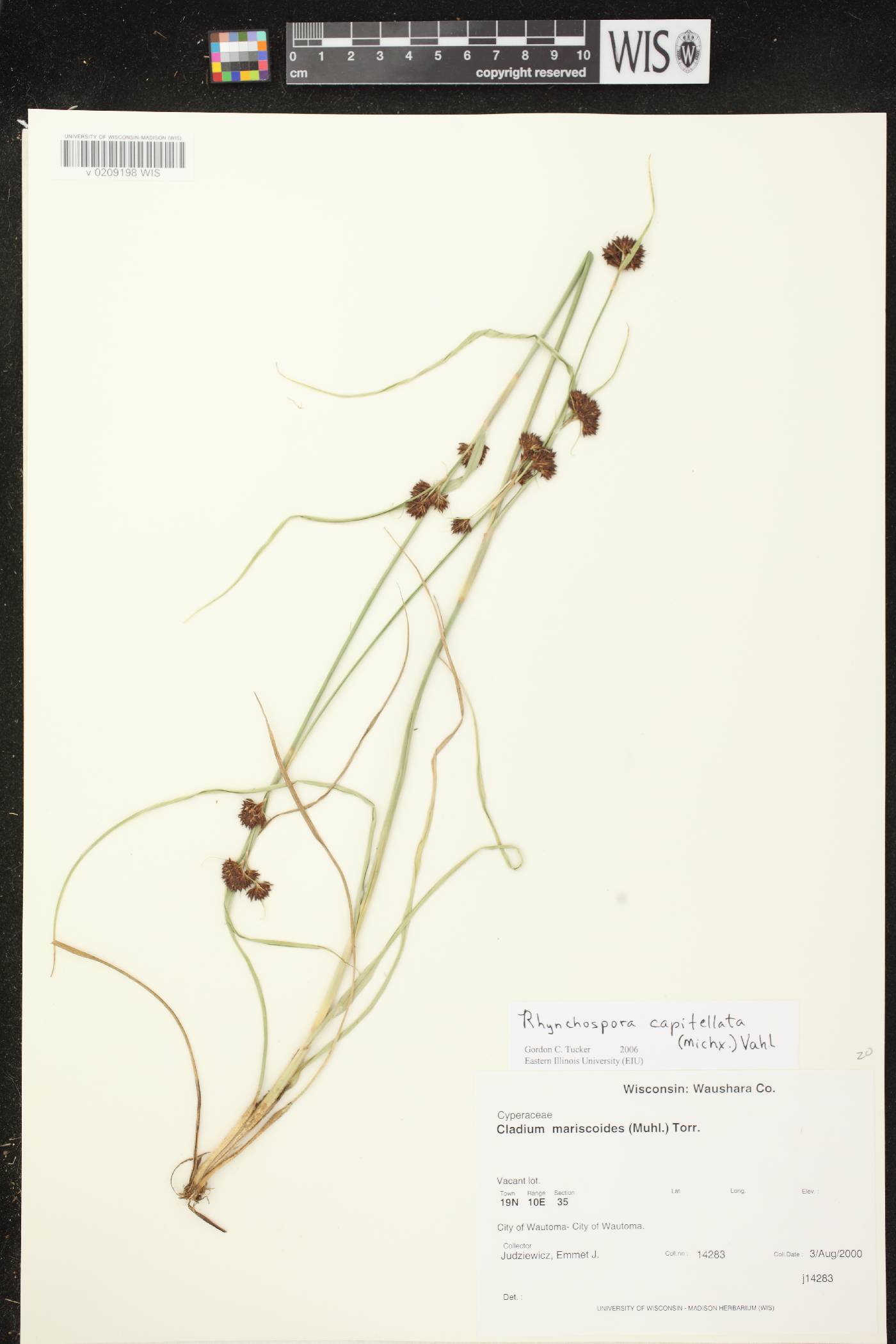 Rhynchospora capitellata image