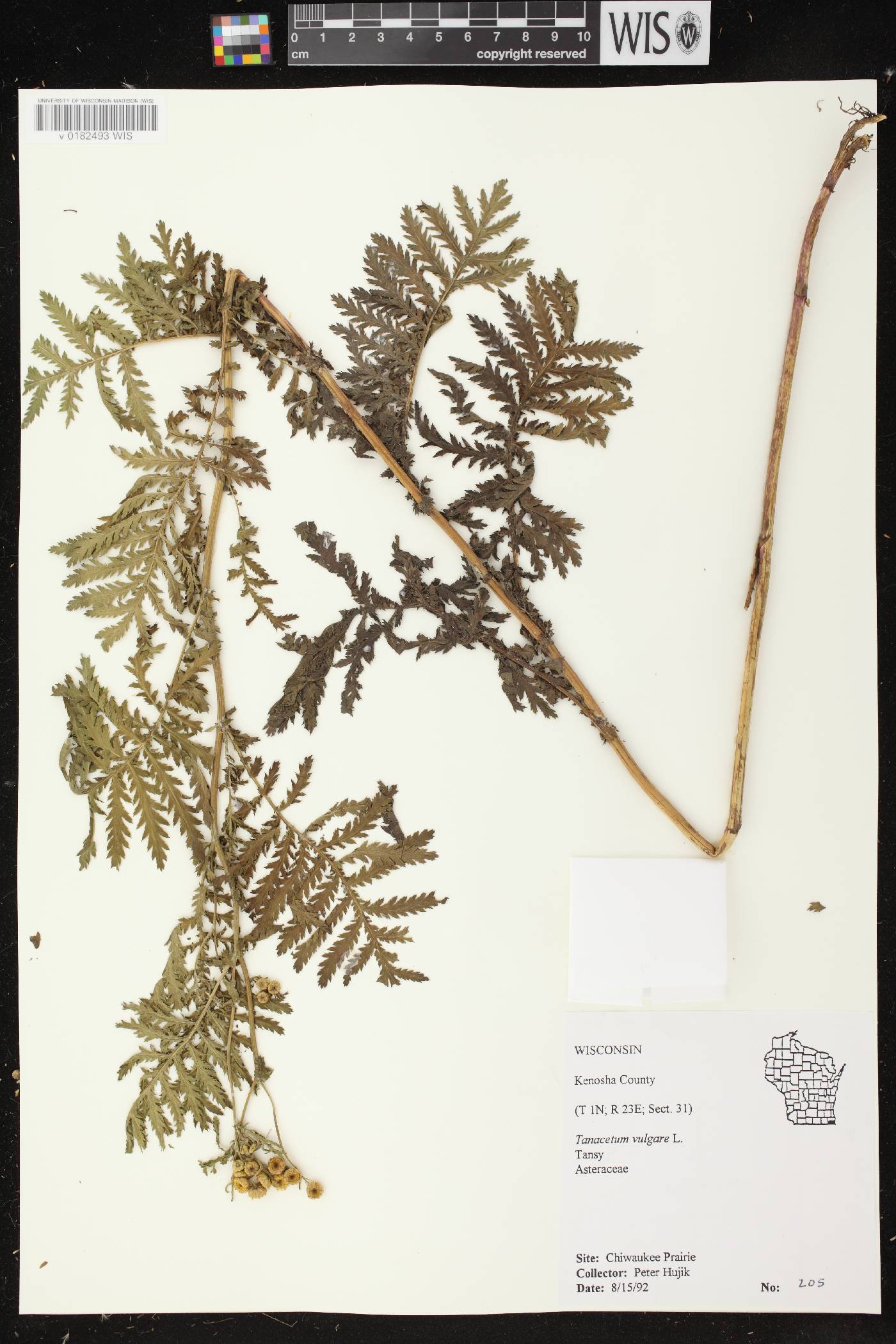Tanacetum vulgare image