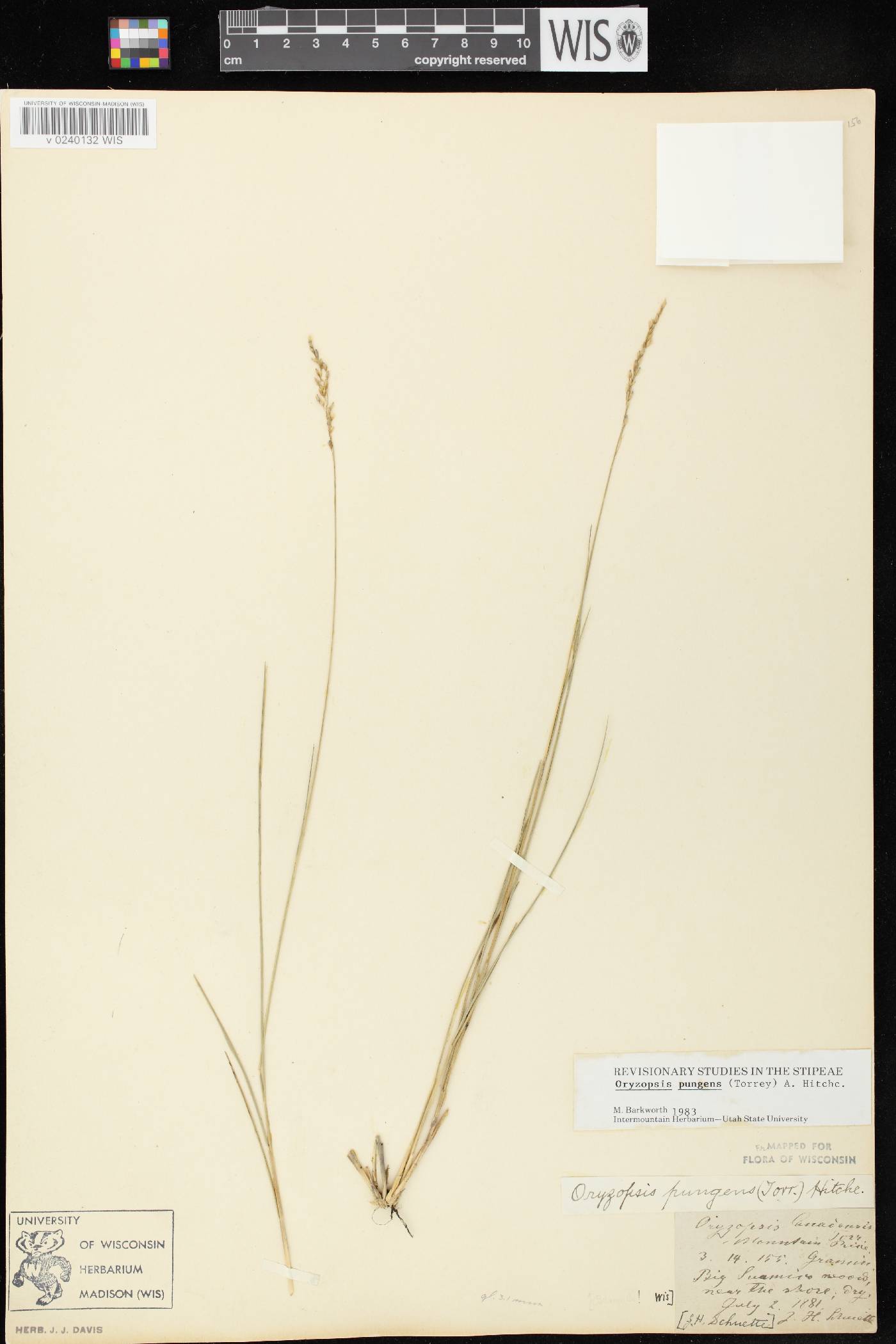 Piptatheropsis pungens image