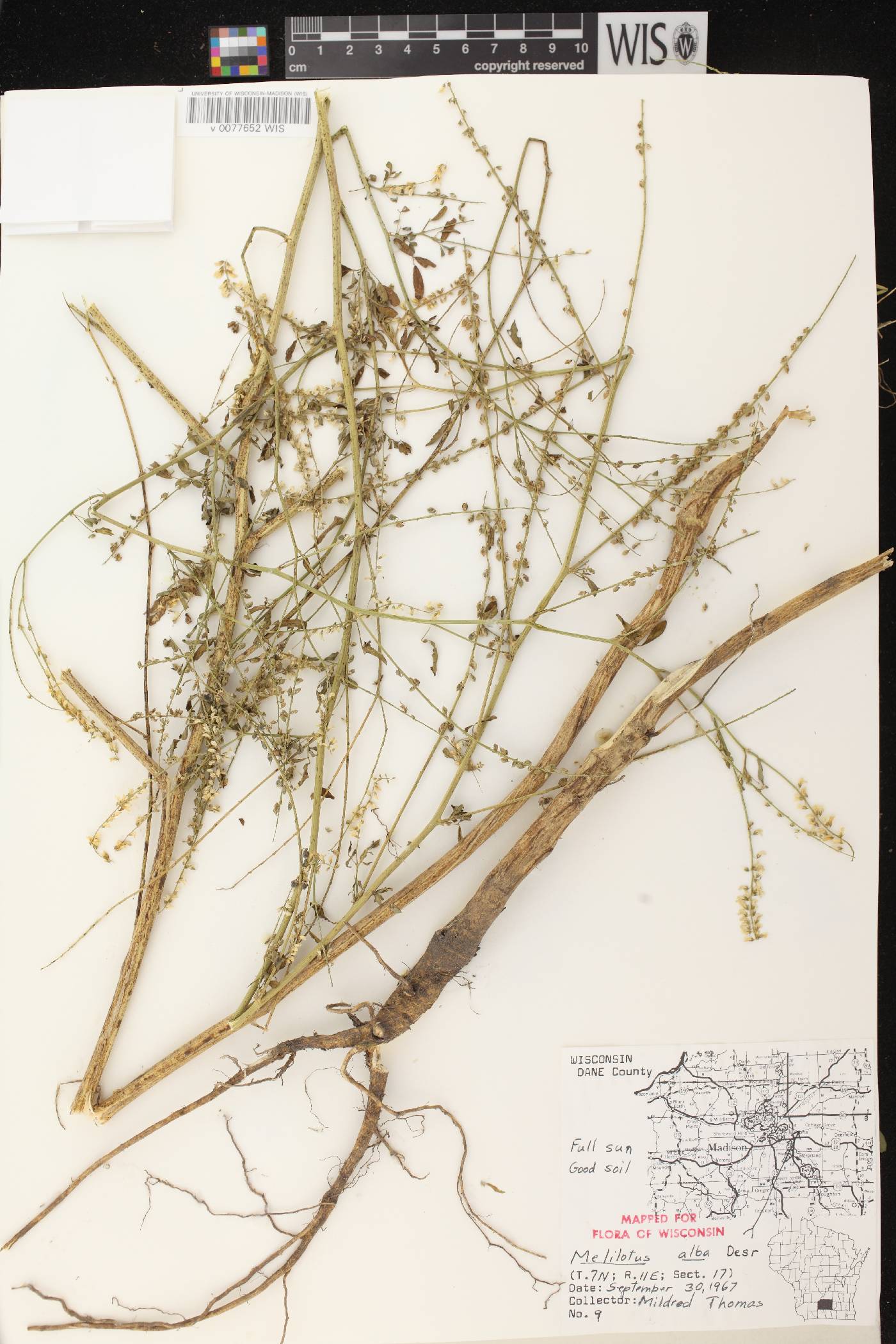 Melilotus albus image