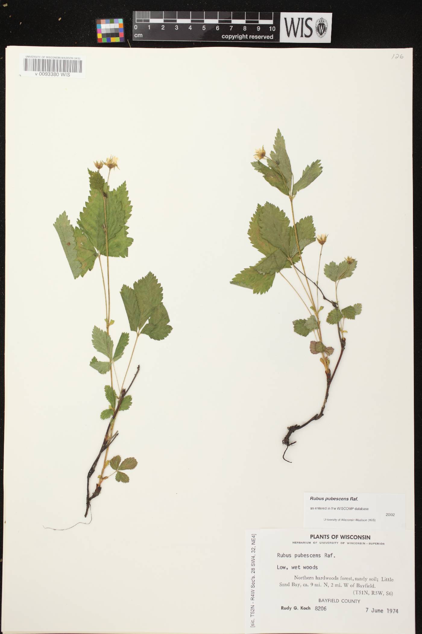 Rubus pubescens image