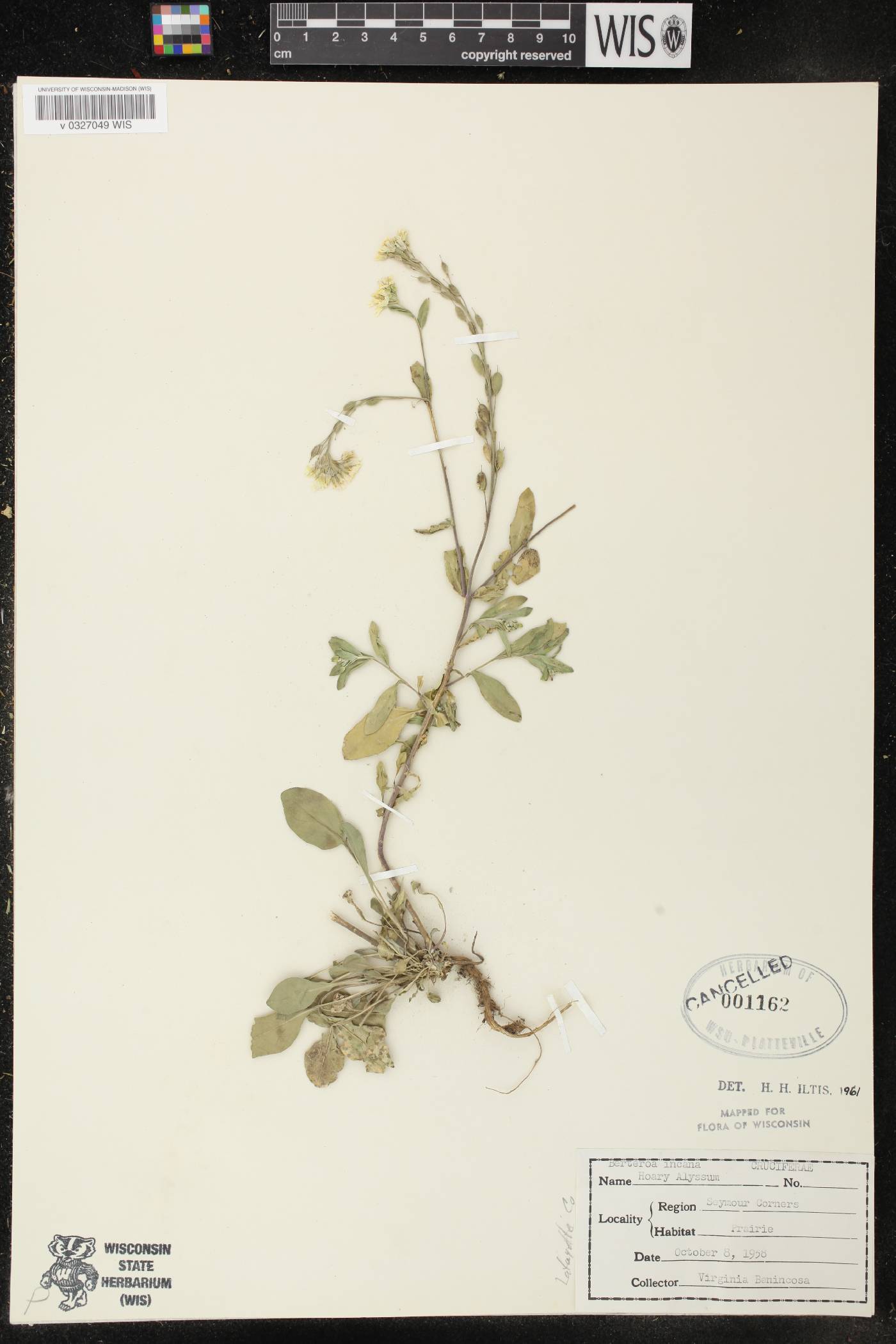 Berteroa incana image