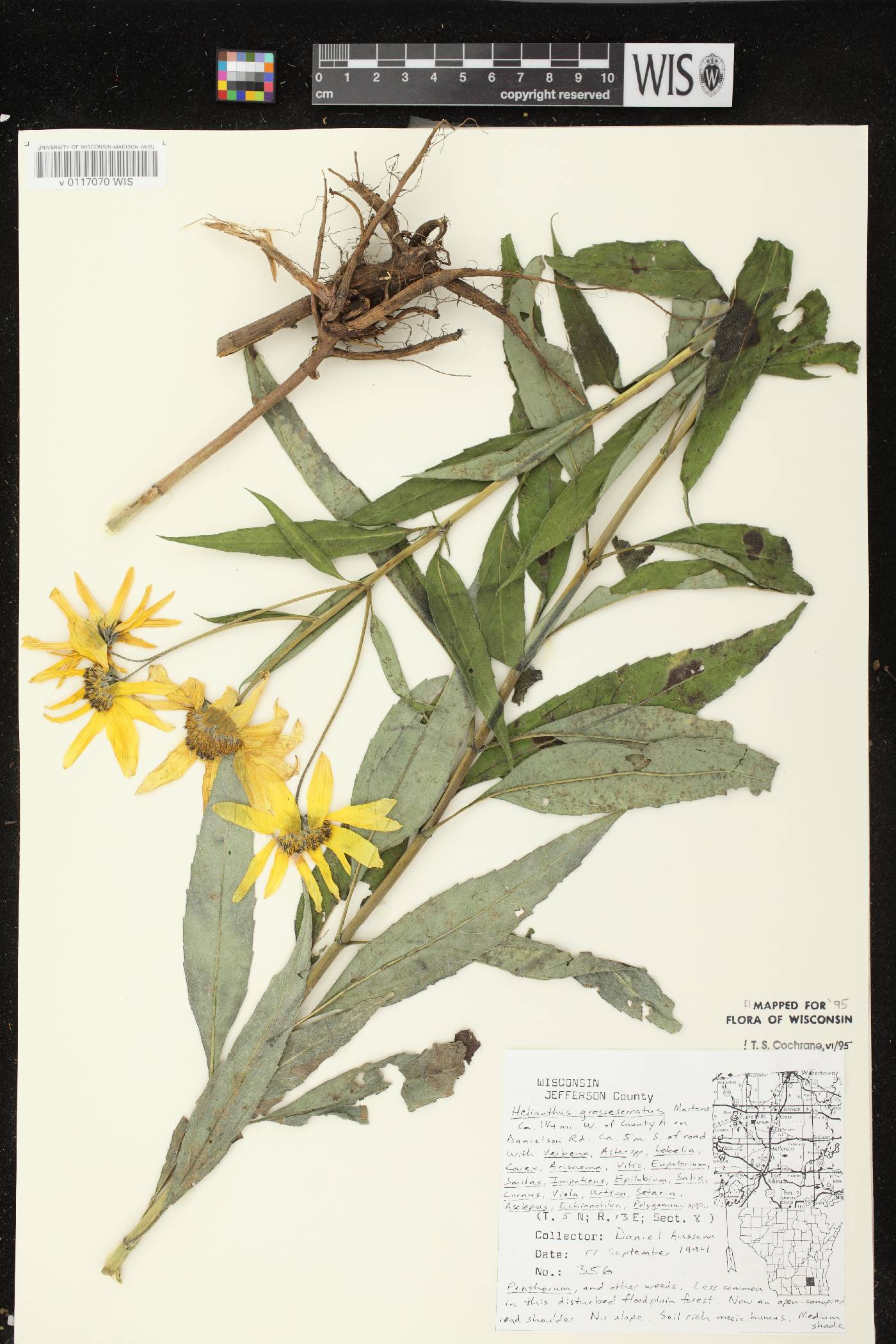 Helianthus grosseserratus image