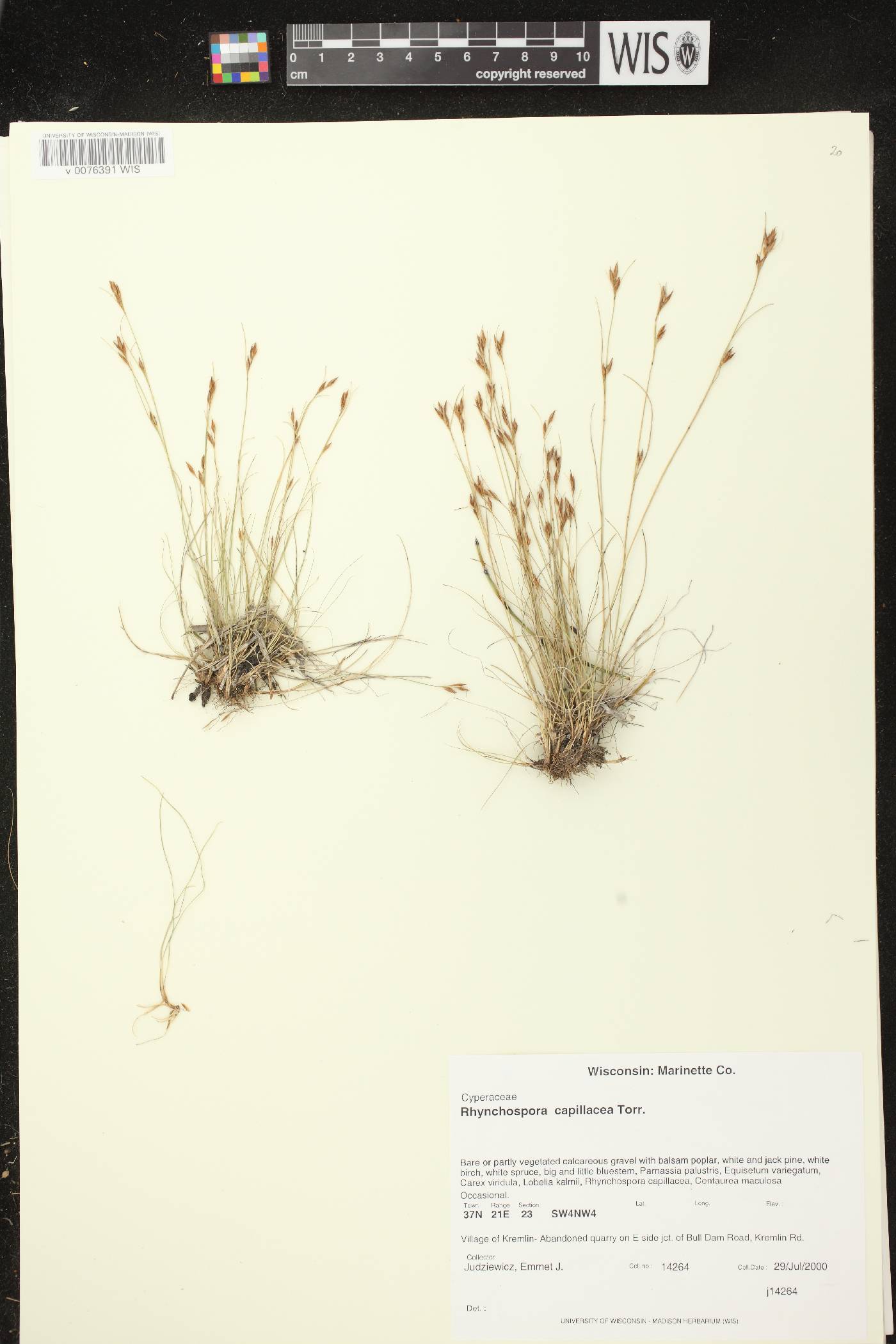 Rhynchospora capillacea image