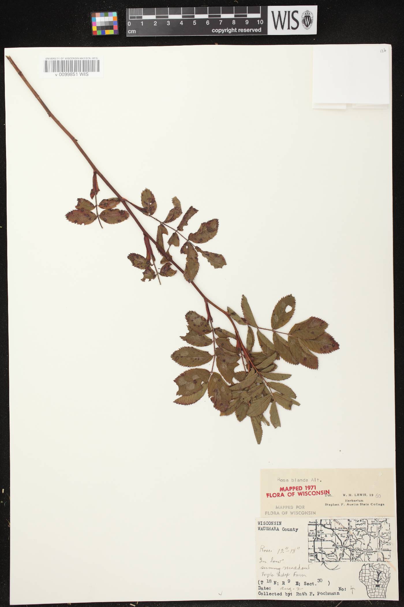 Rosa blanda image