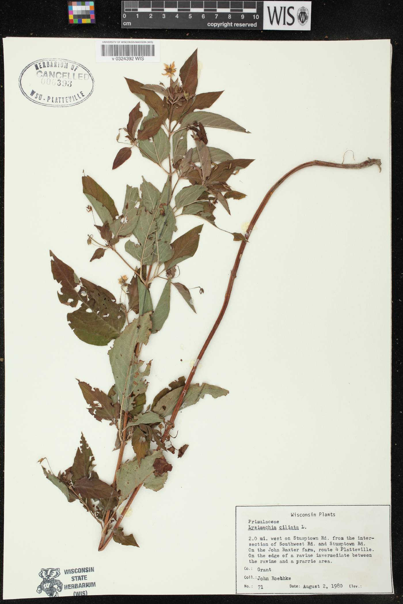 Lysimachia ciliata image