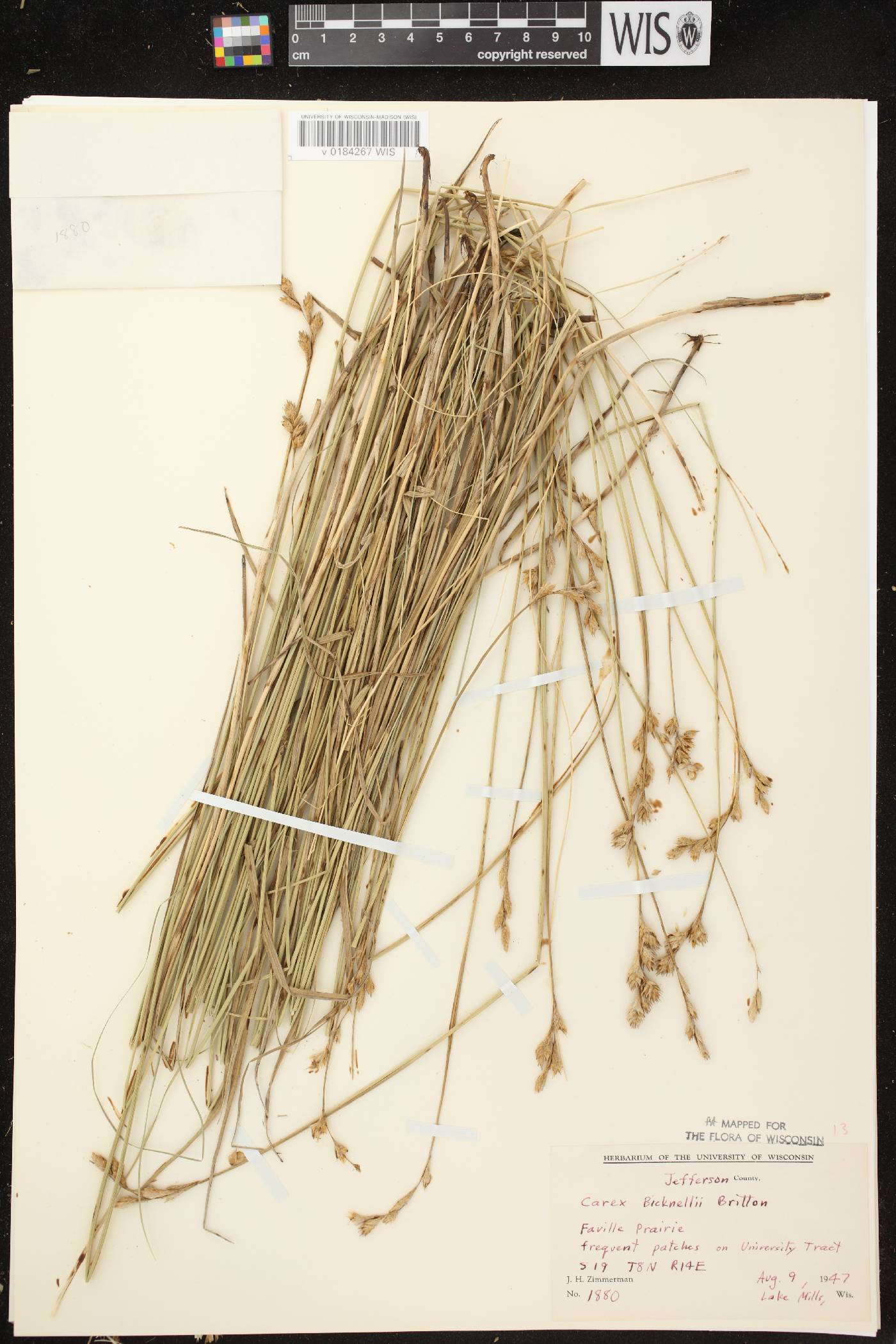 Carex bicknellii image