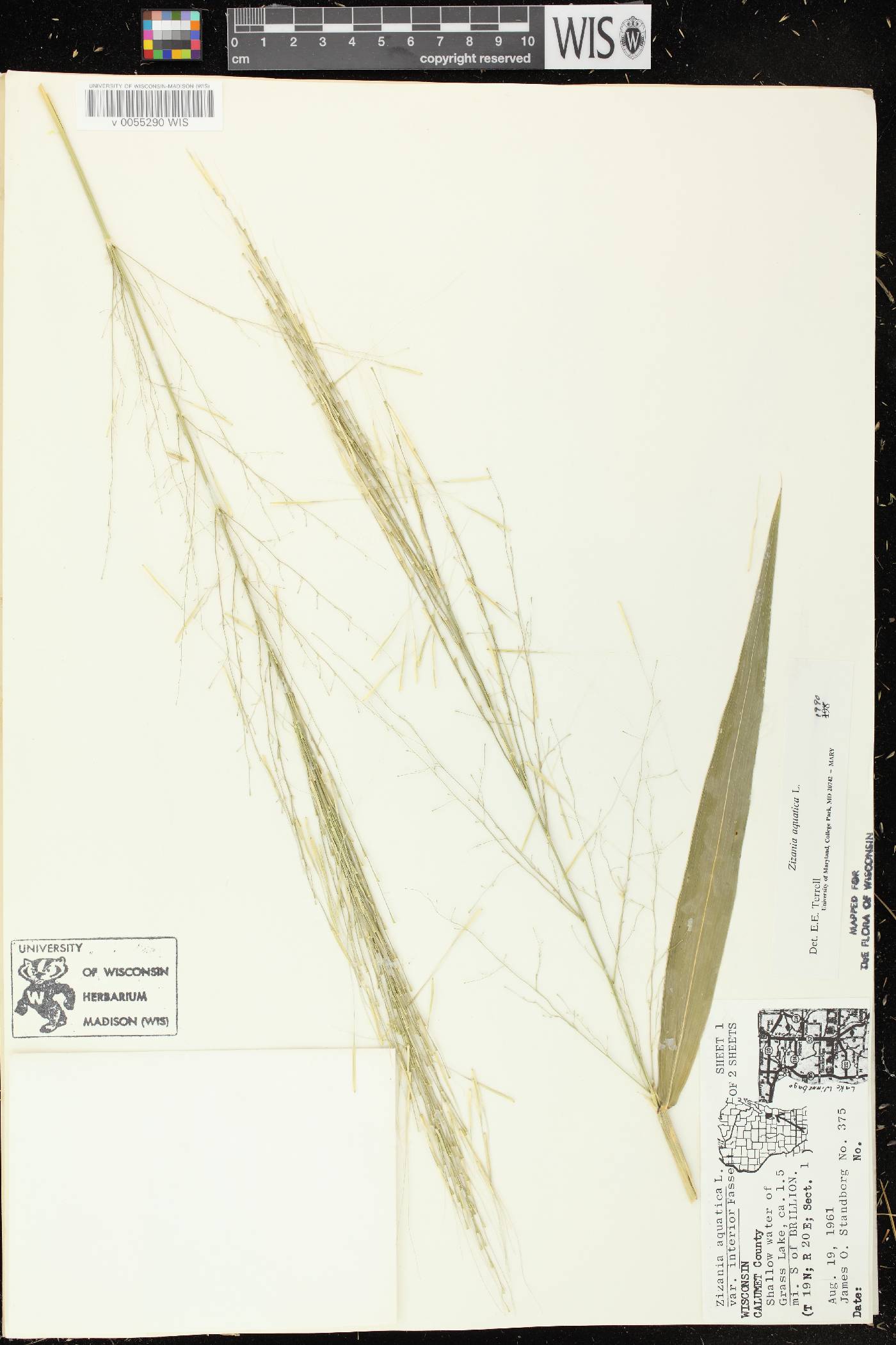 Zizania aquatica image