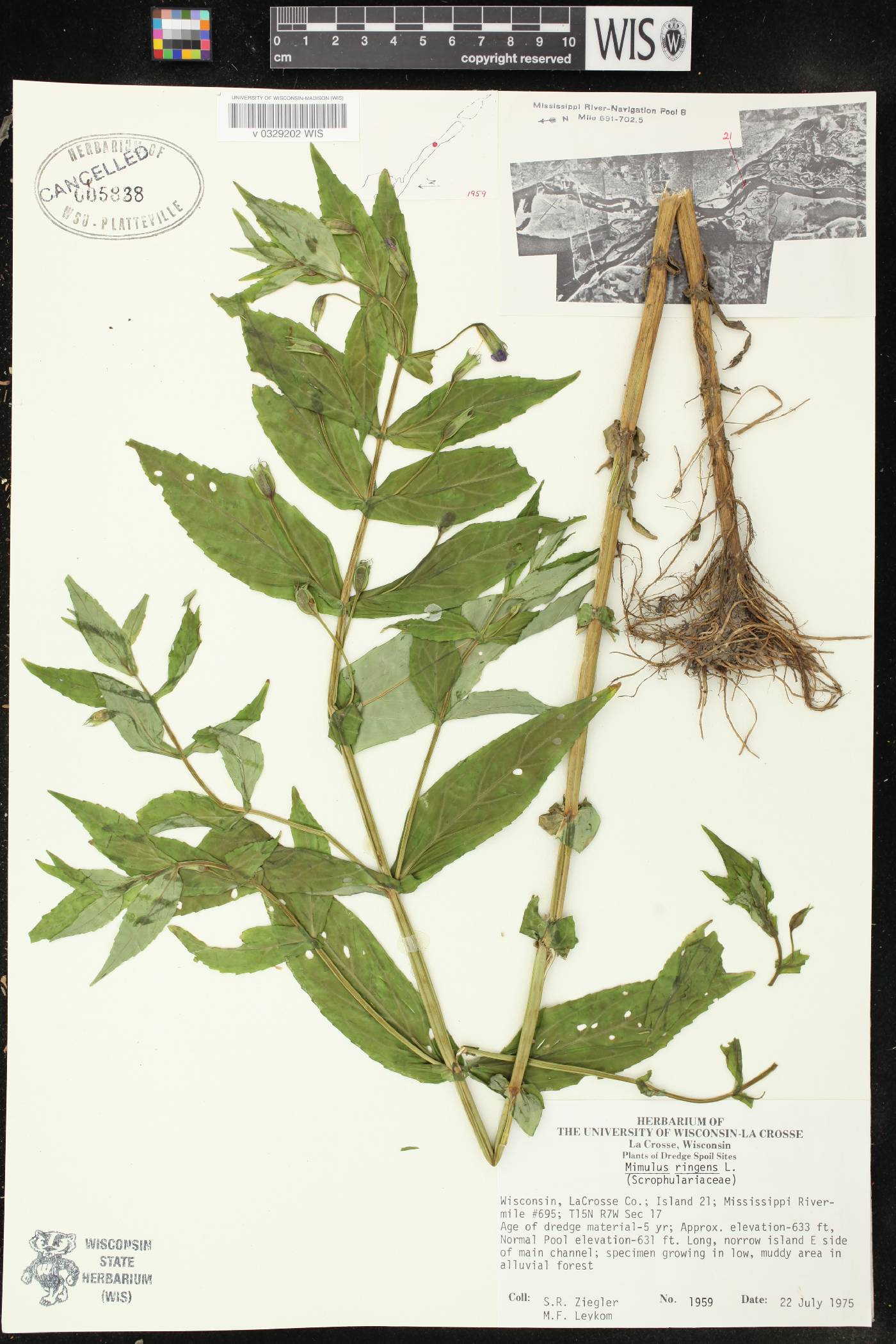 Mimulus ringens var. ringens image