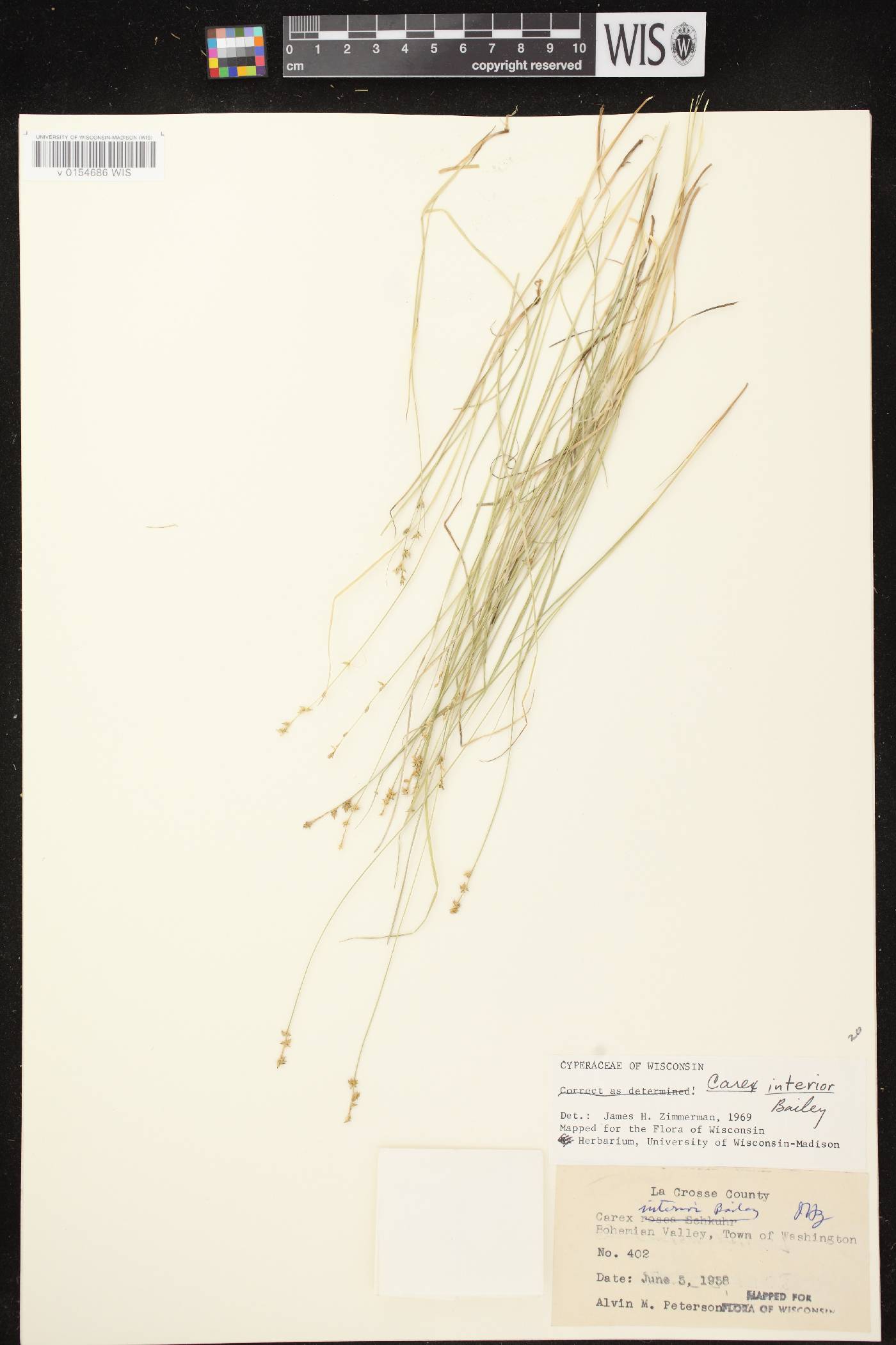 Carex interior image