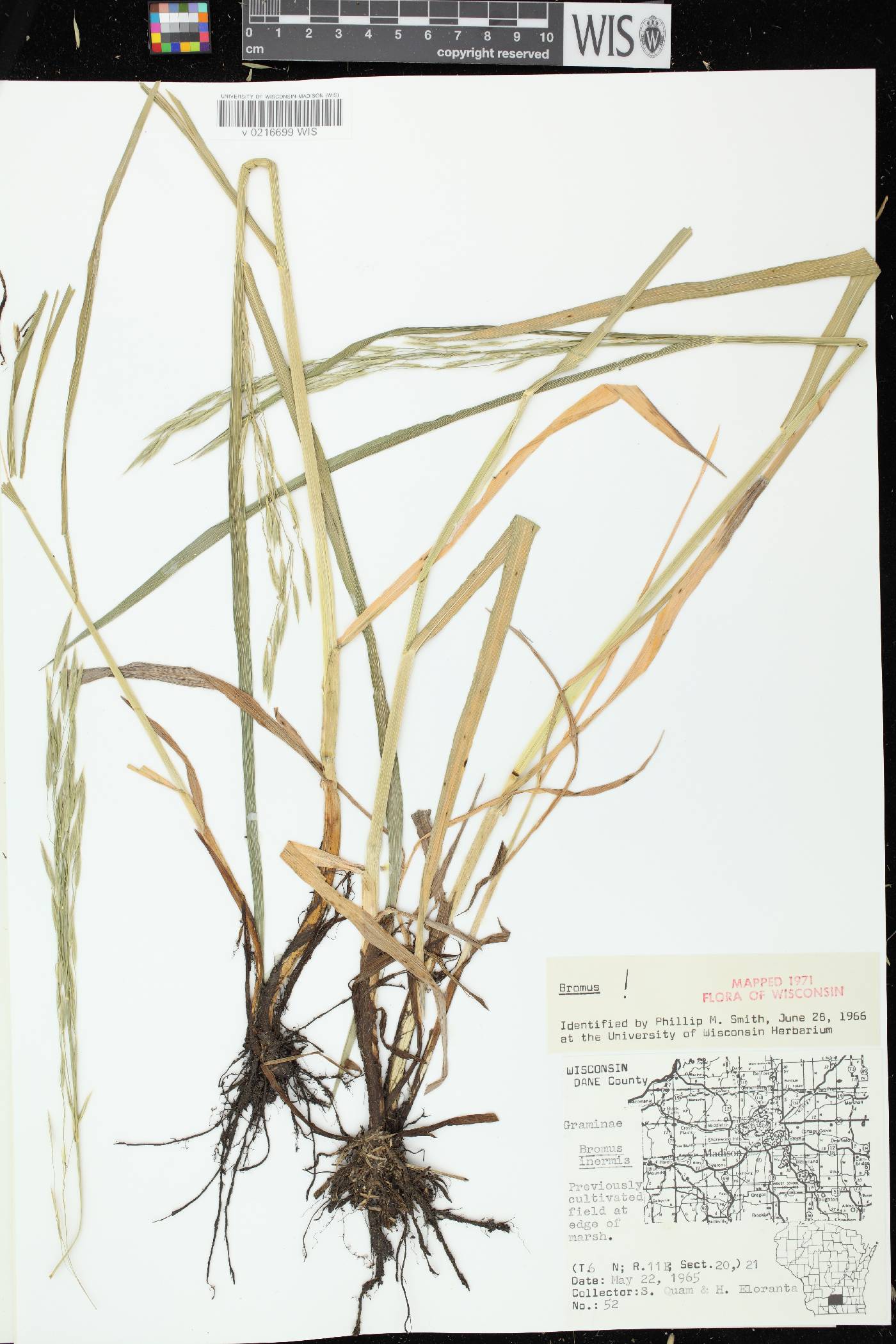 Bromus inermis image
