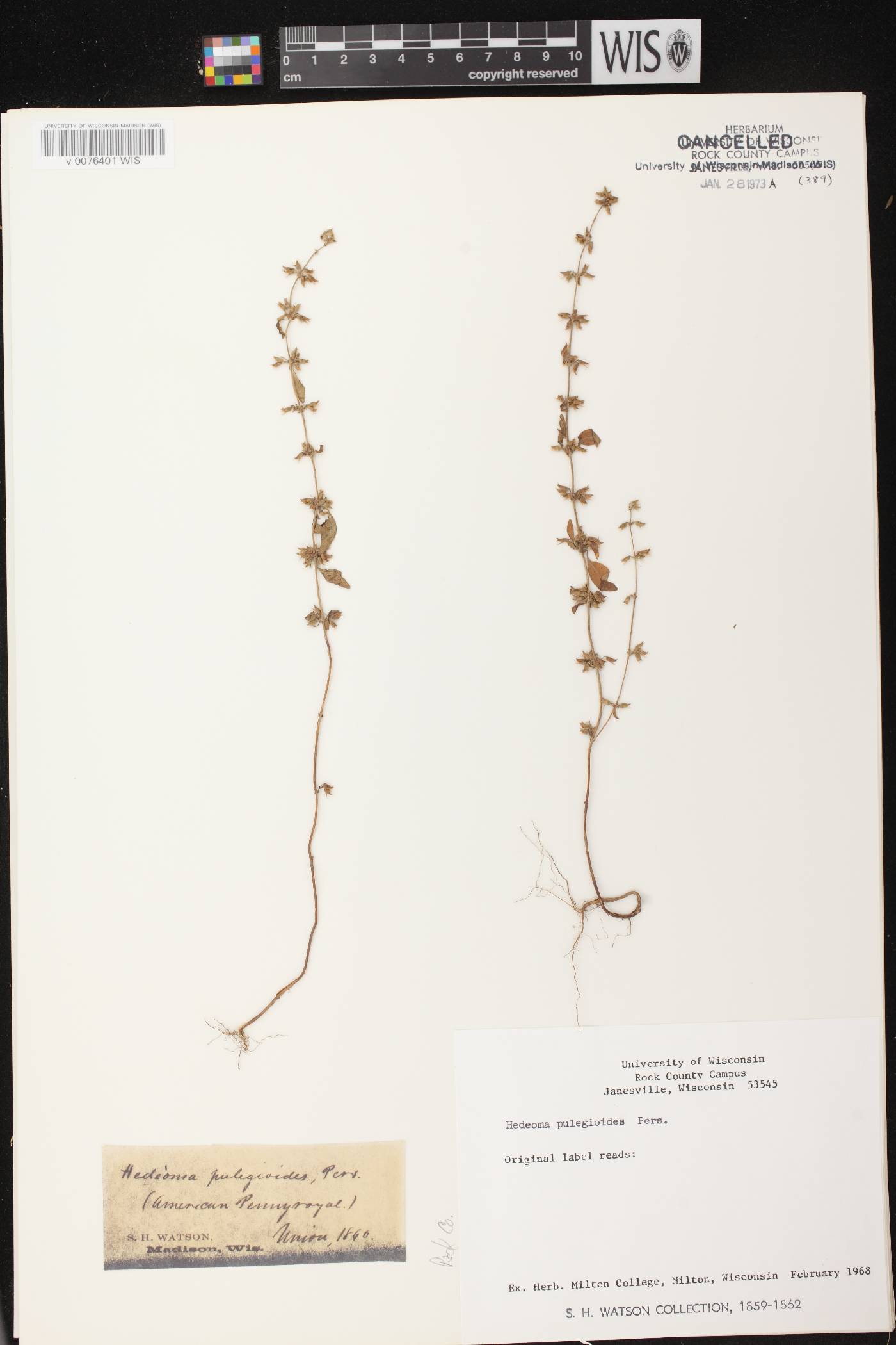 Hedeoma pulegioides image