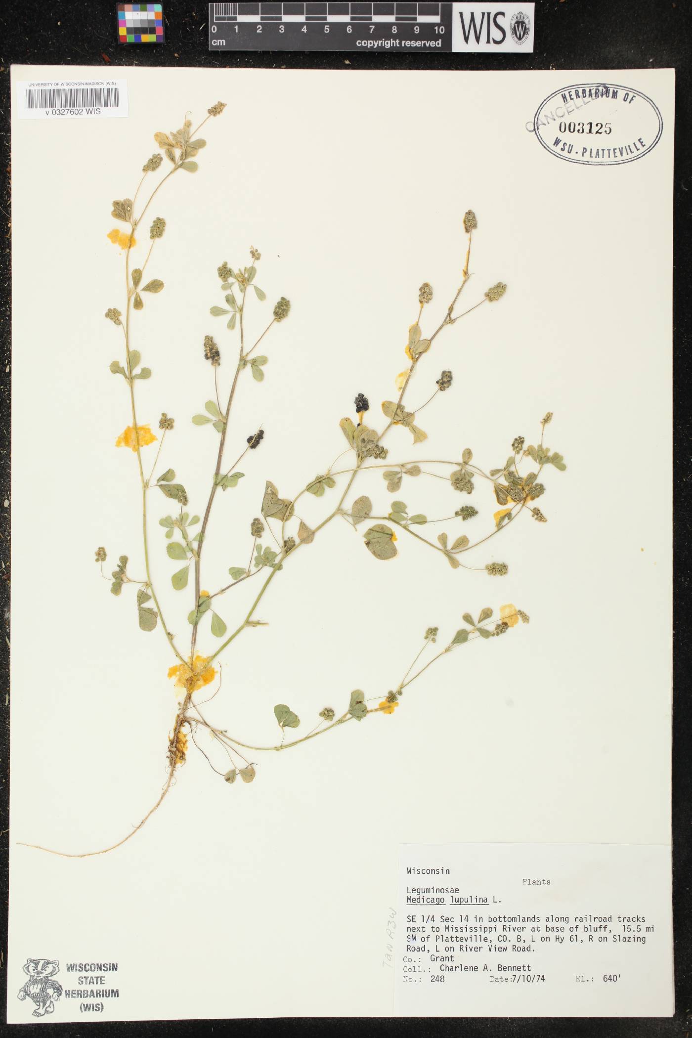 Medicago lupulina image