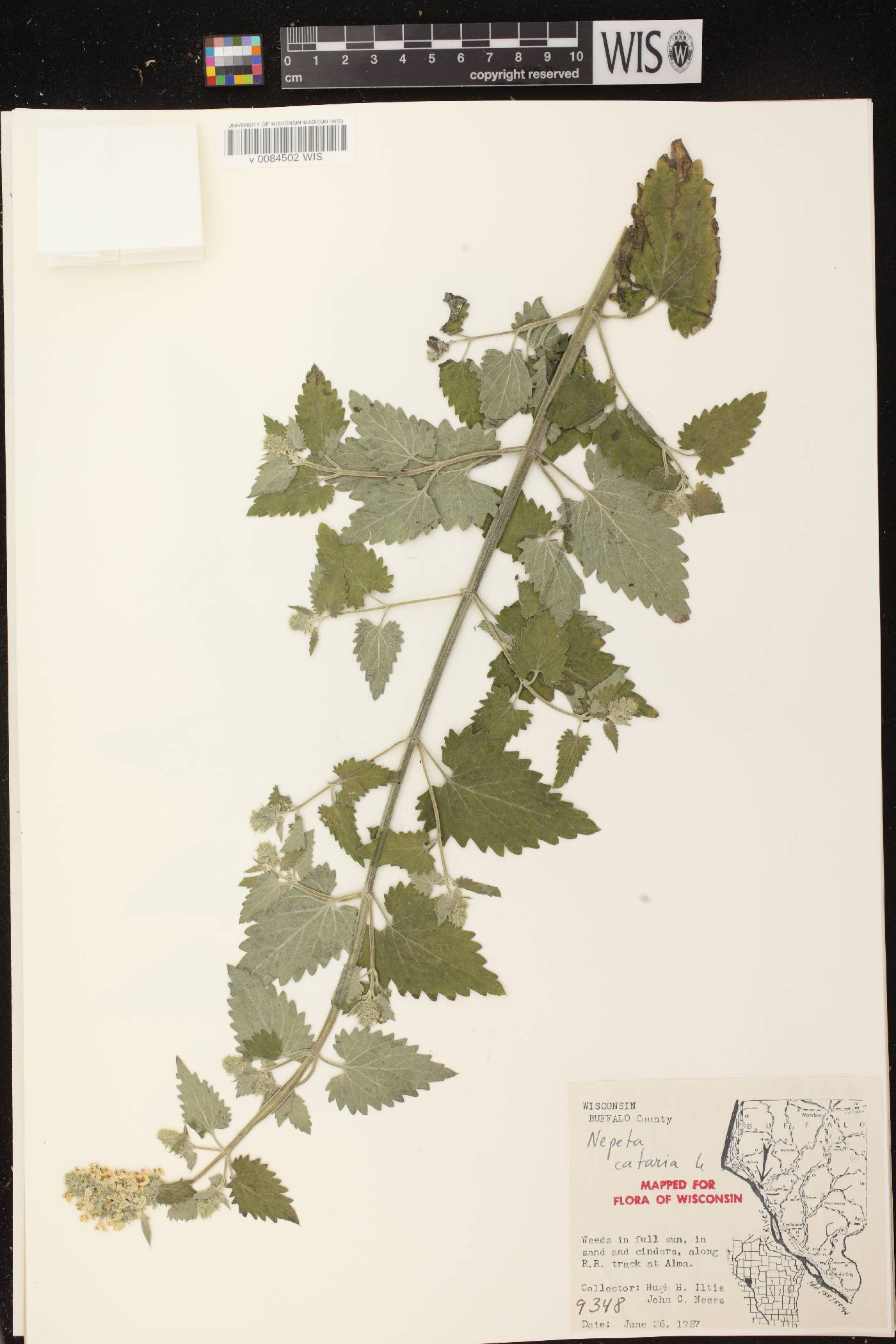 Nepeta cataria image
