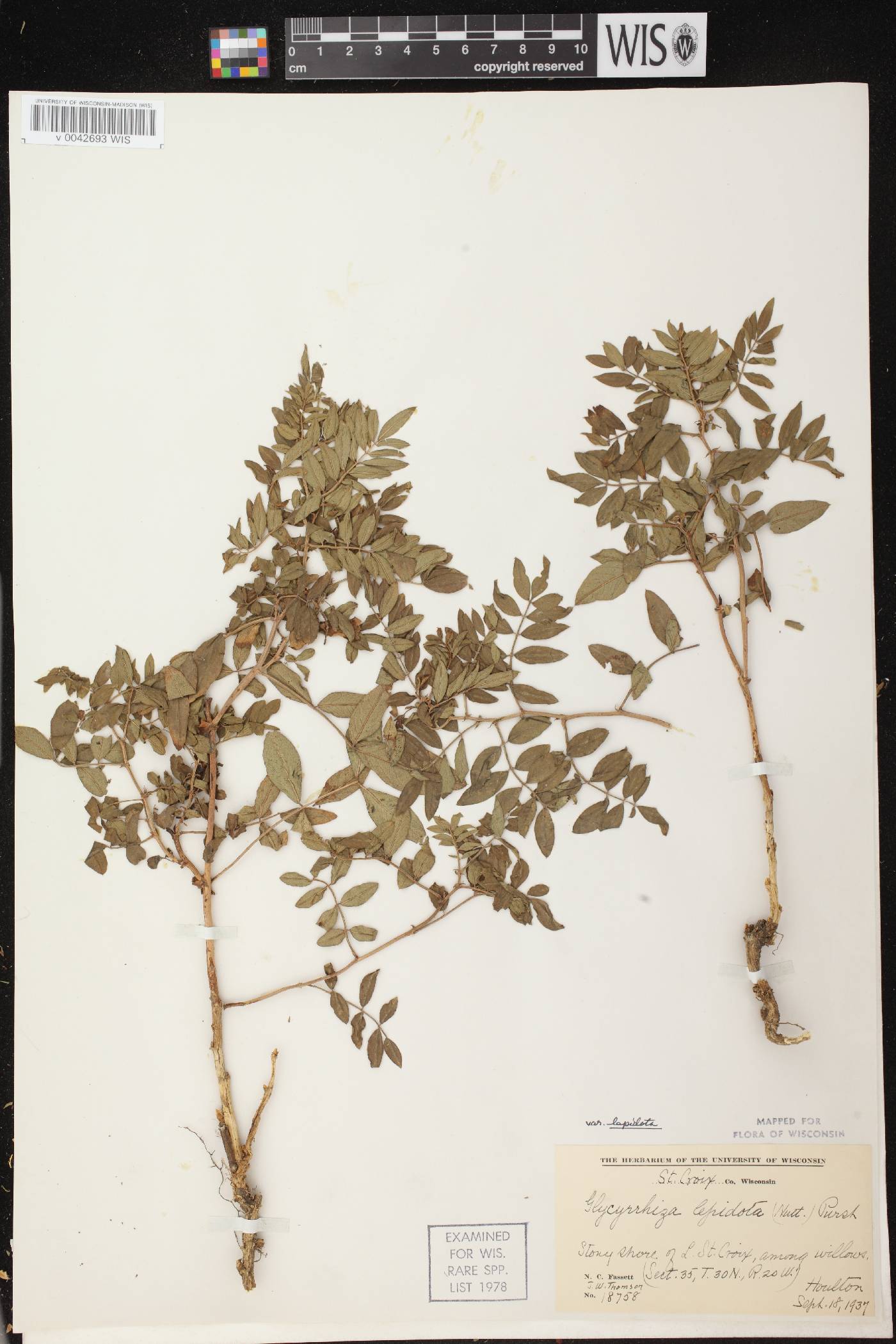 Glycyrrhiza lepidota image