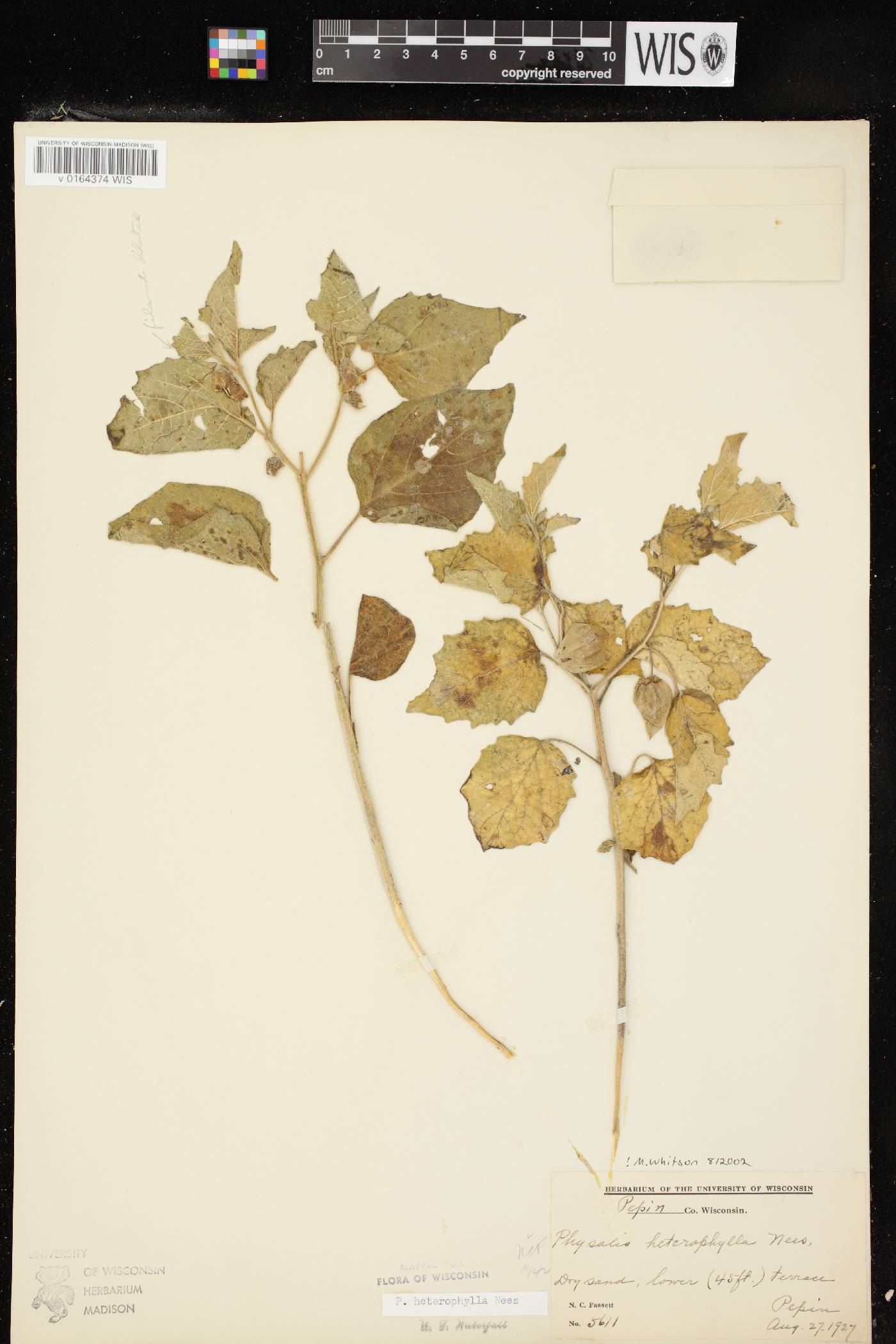 Physalis heterophylla var. heterophylla image
