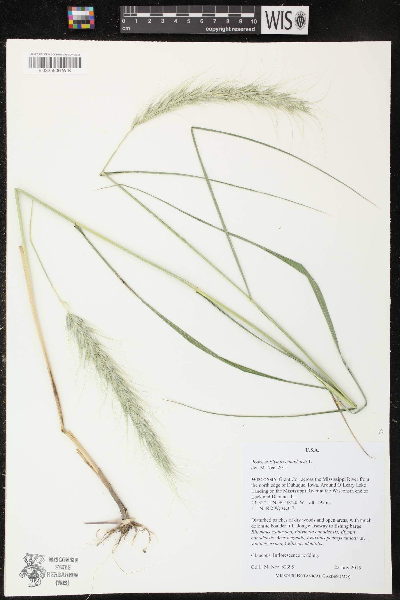 Elymus canadensis image