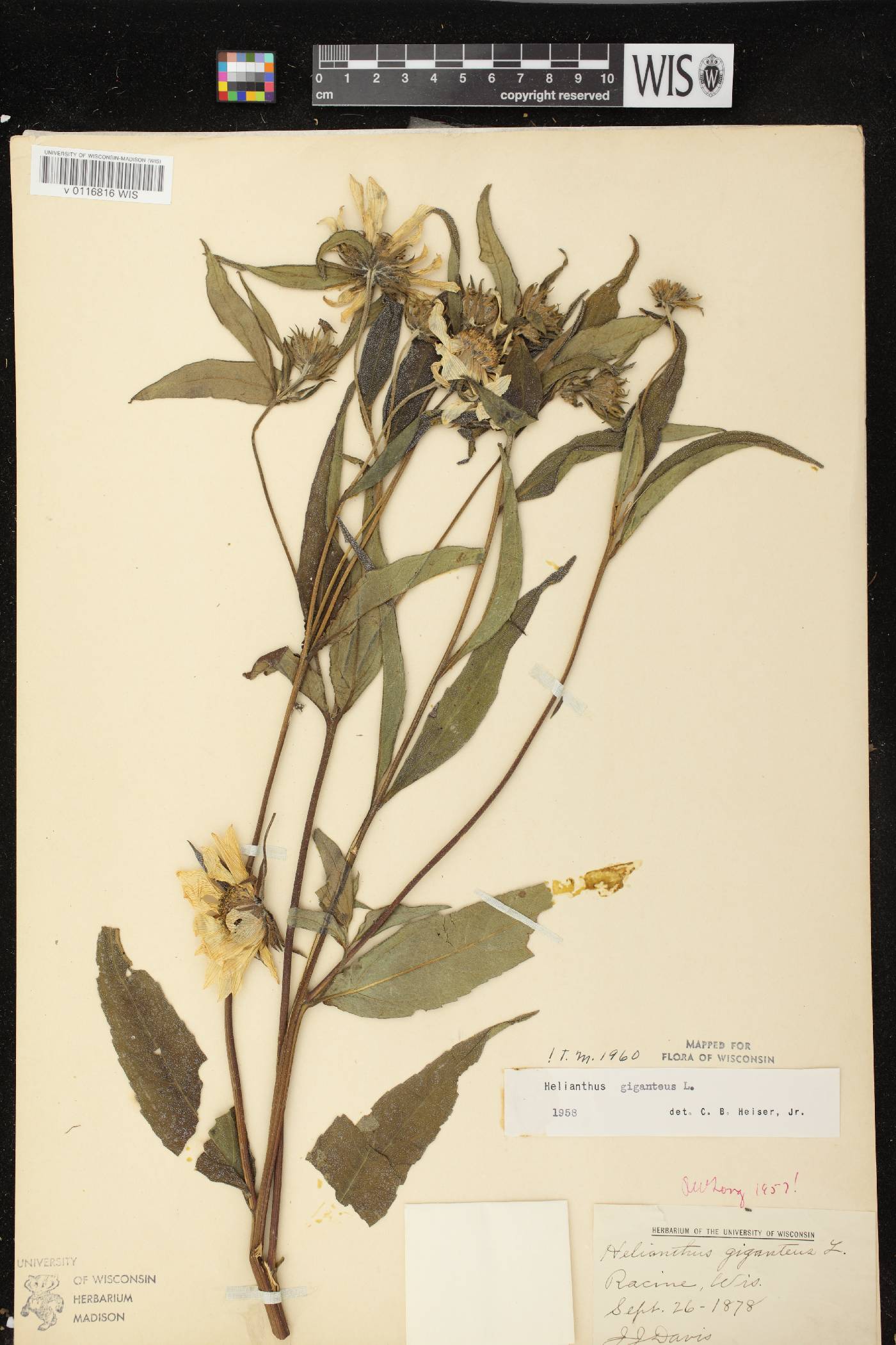 Helianthus giganteus image