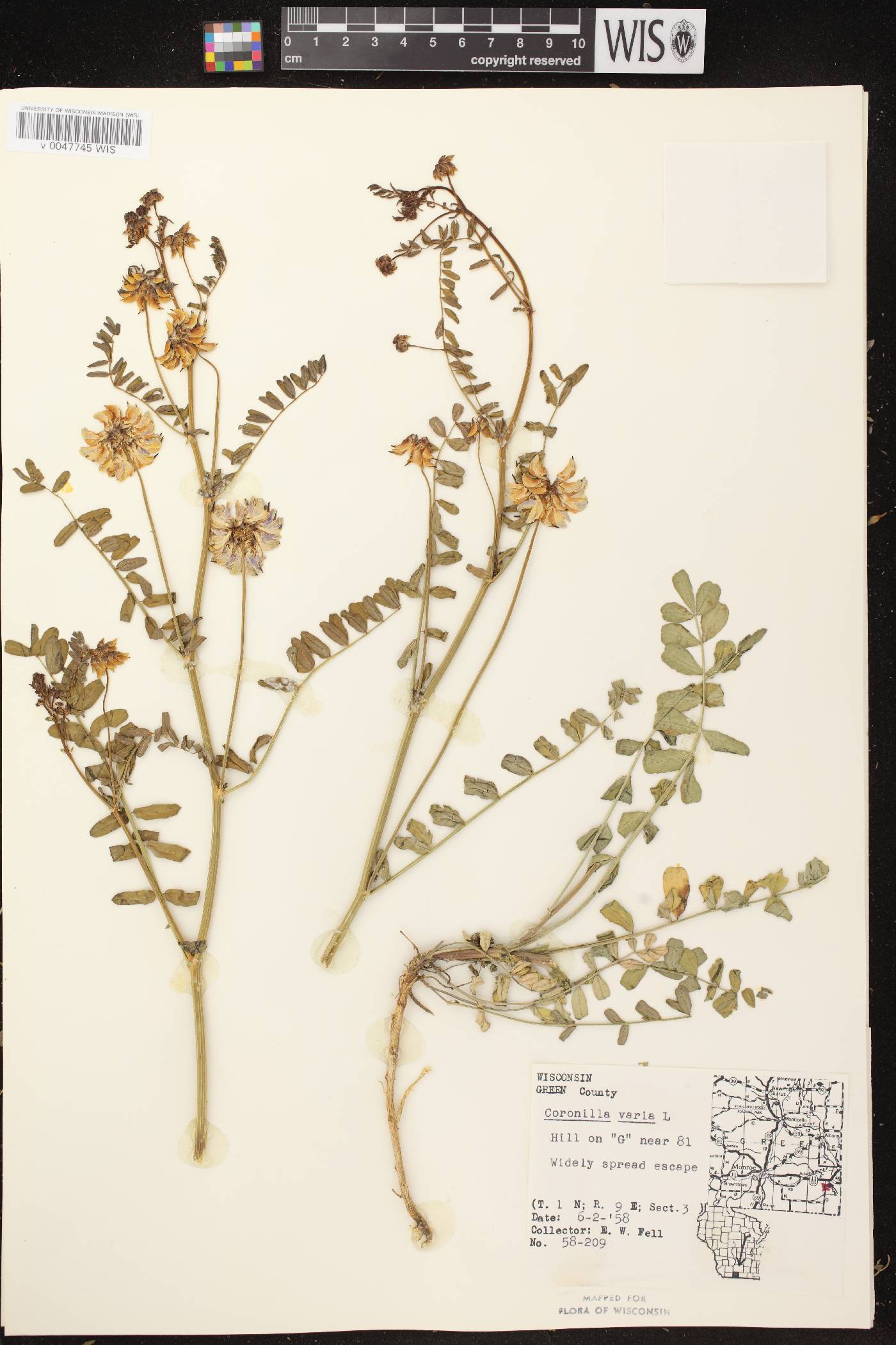 Securigera varia image