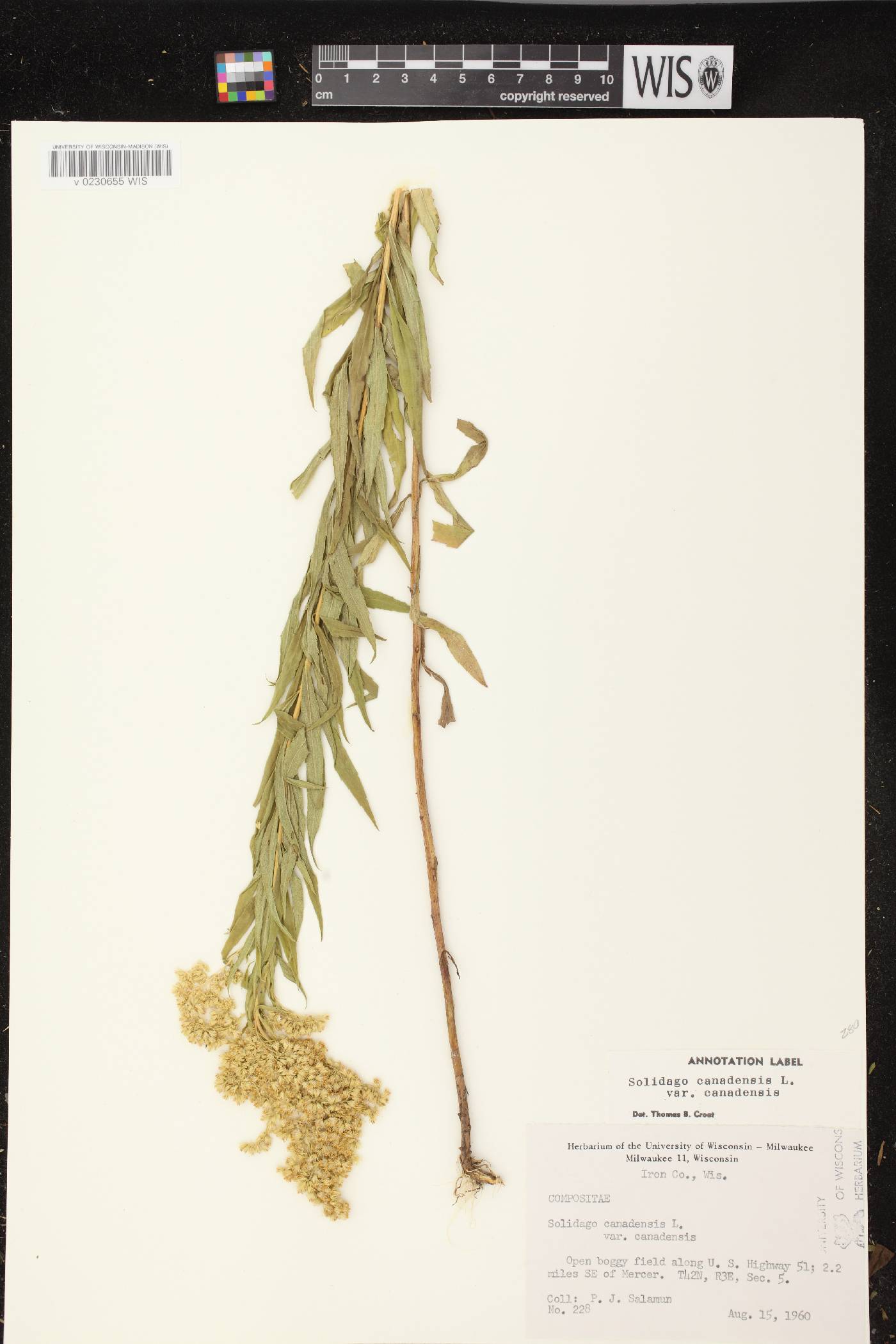 Solidago canadensis var. canadensis image