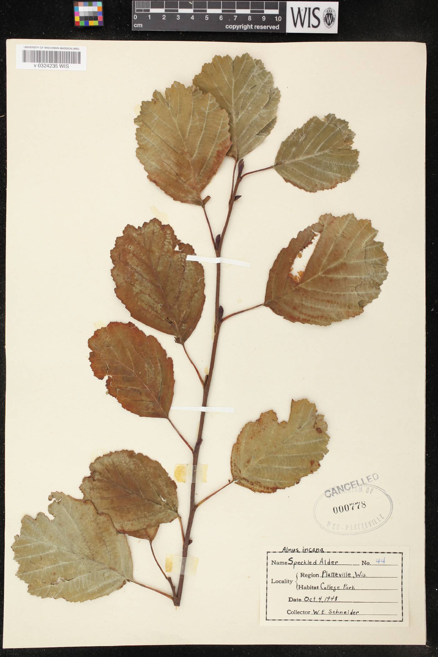 Alnus incana image