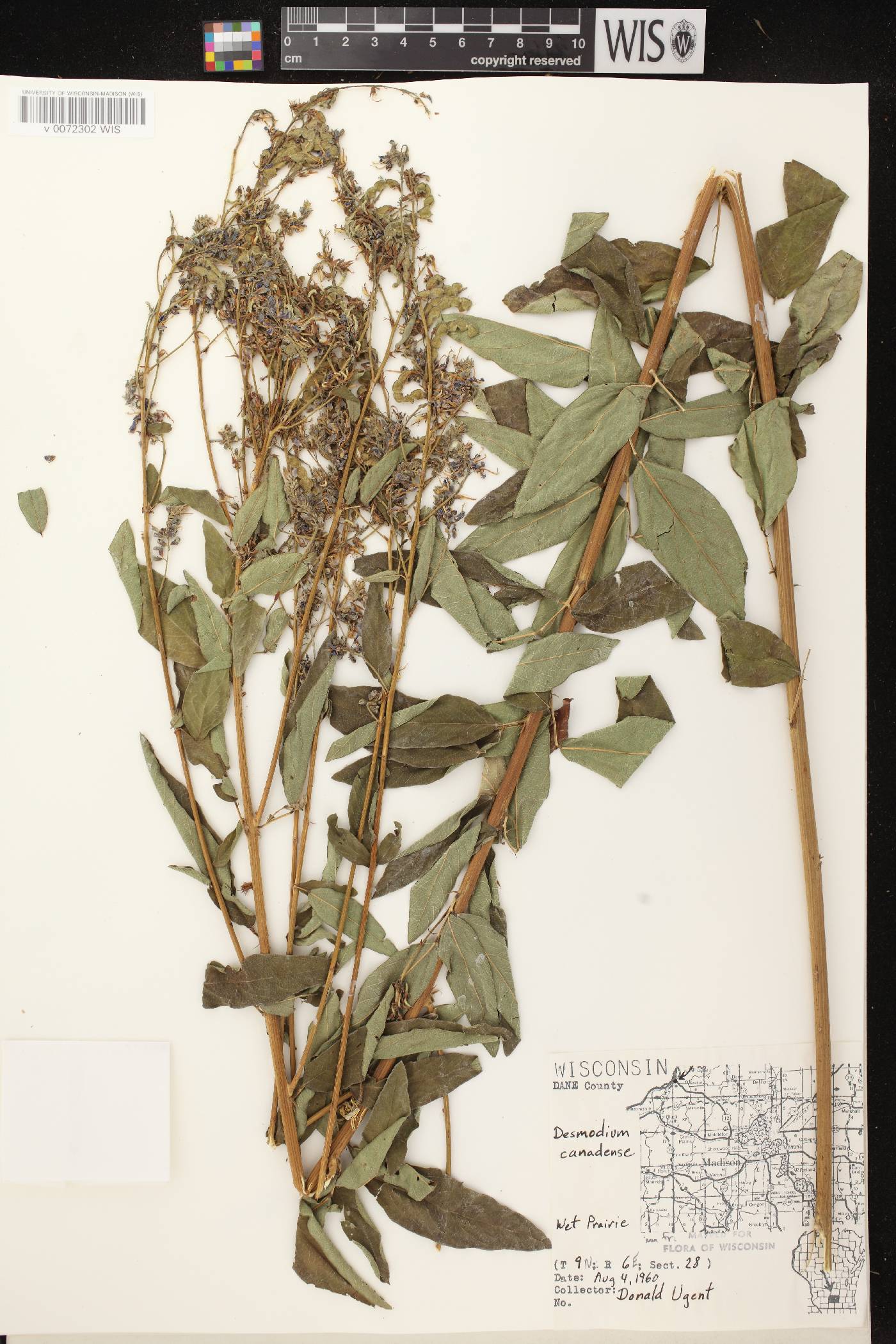 Desmodium canadense image