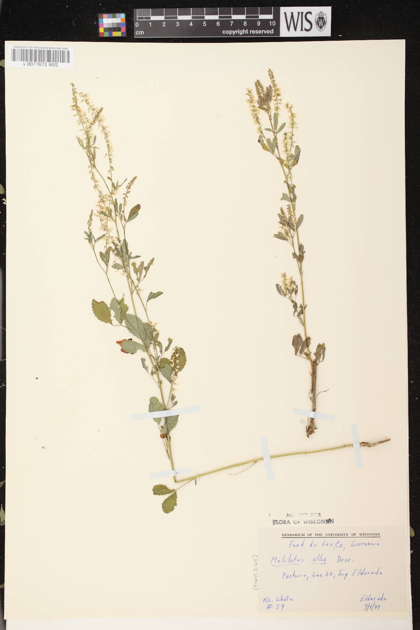 Melilotus albus image