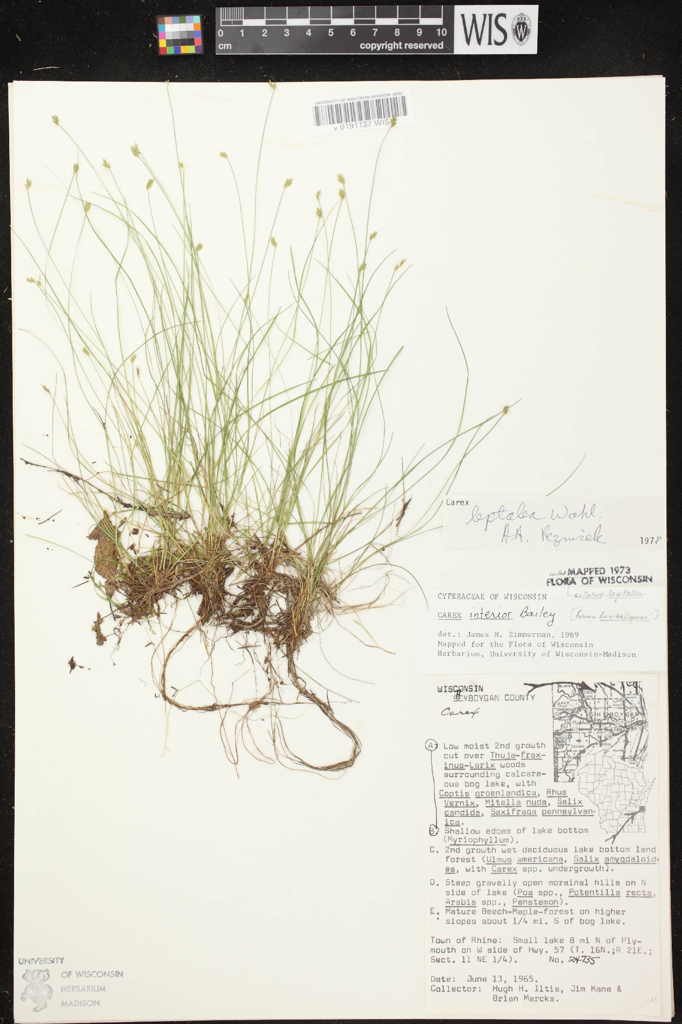 Carex leptalea subsp. leptalea image