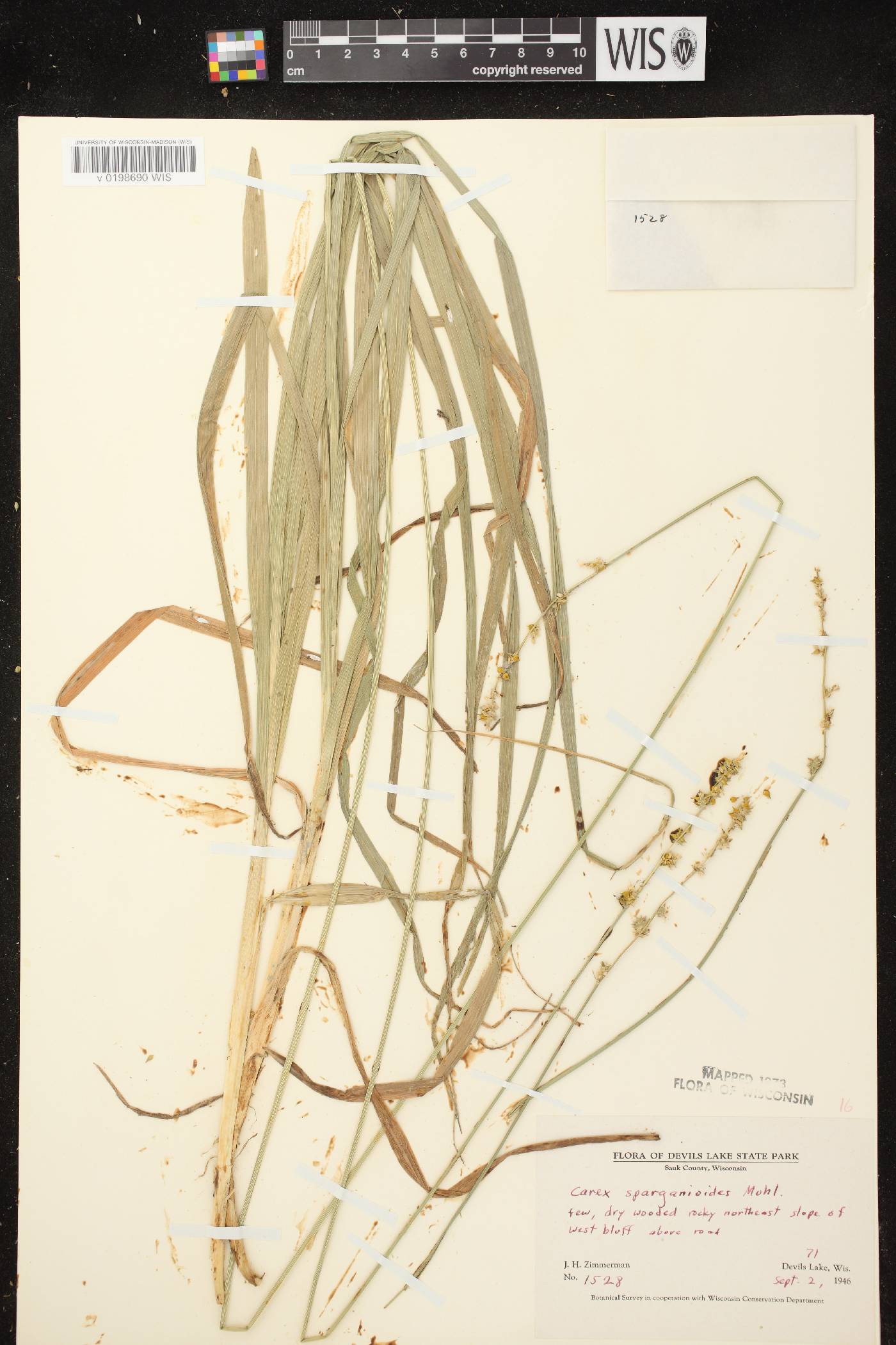 Carex sparganioides image