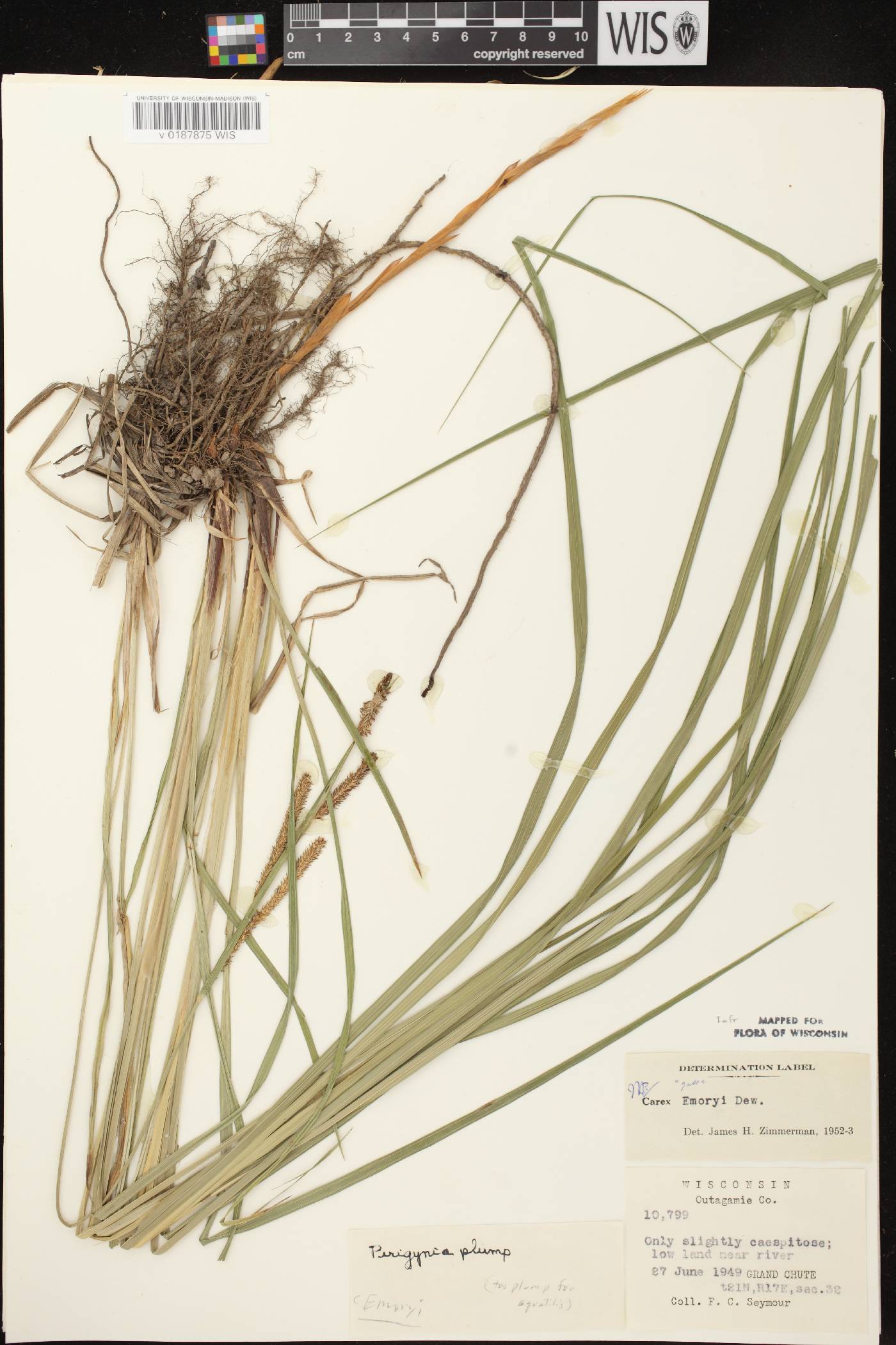 Carex emoryi image