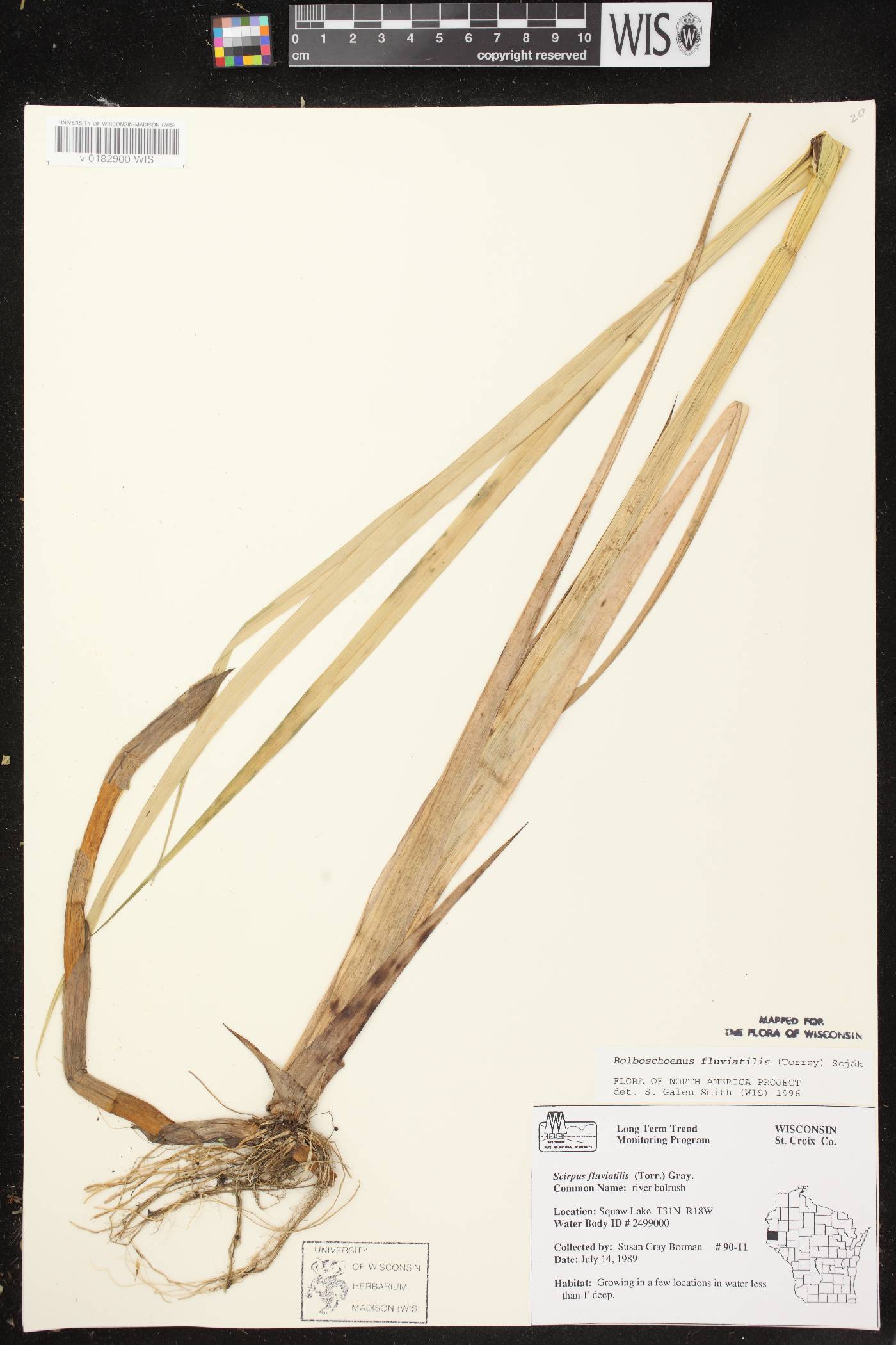 Bolboschoenus fluviatilis image