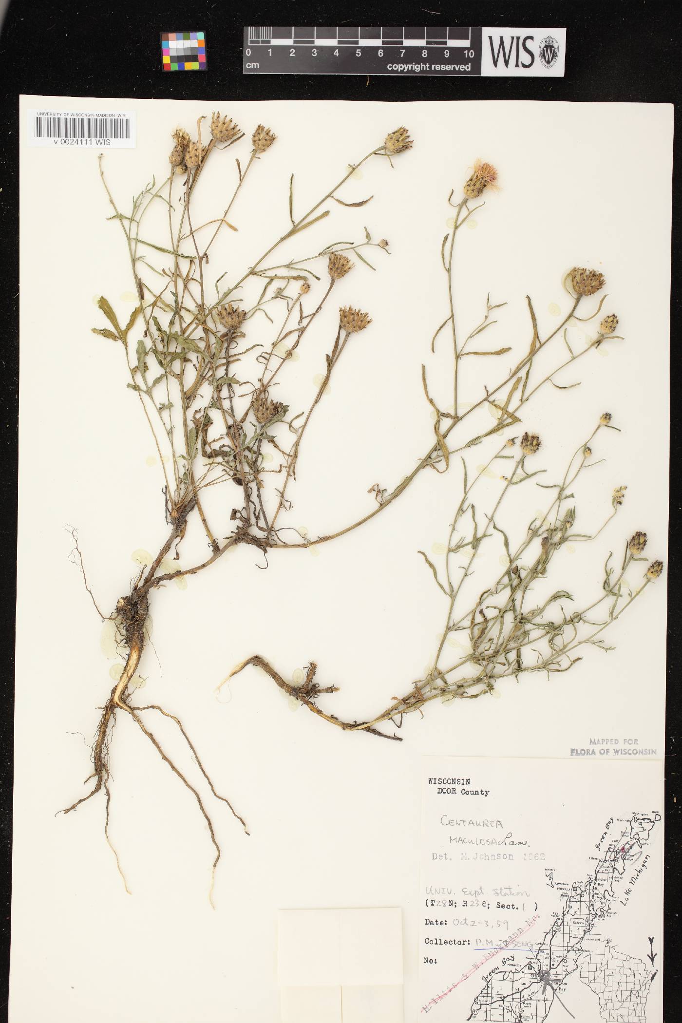 Centaurea stoebe subsp. micranthos image