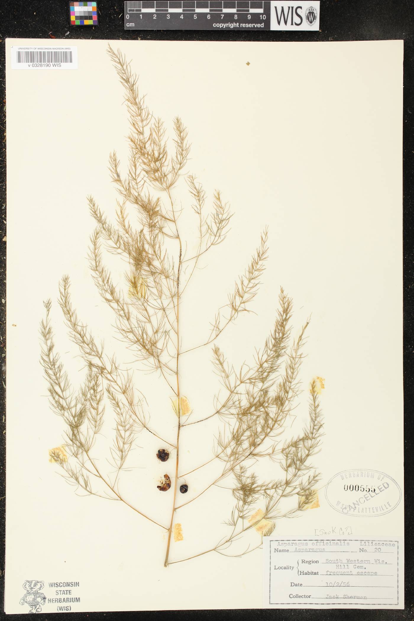 Asparagus officinalis image