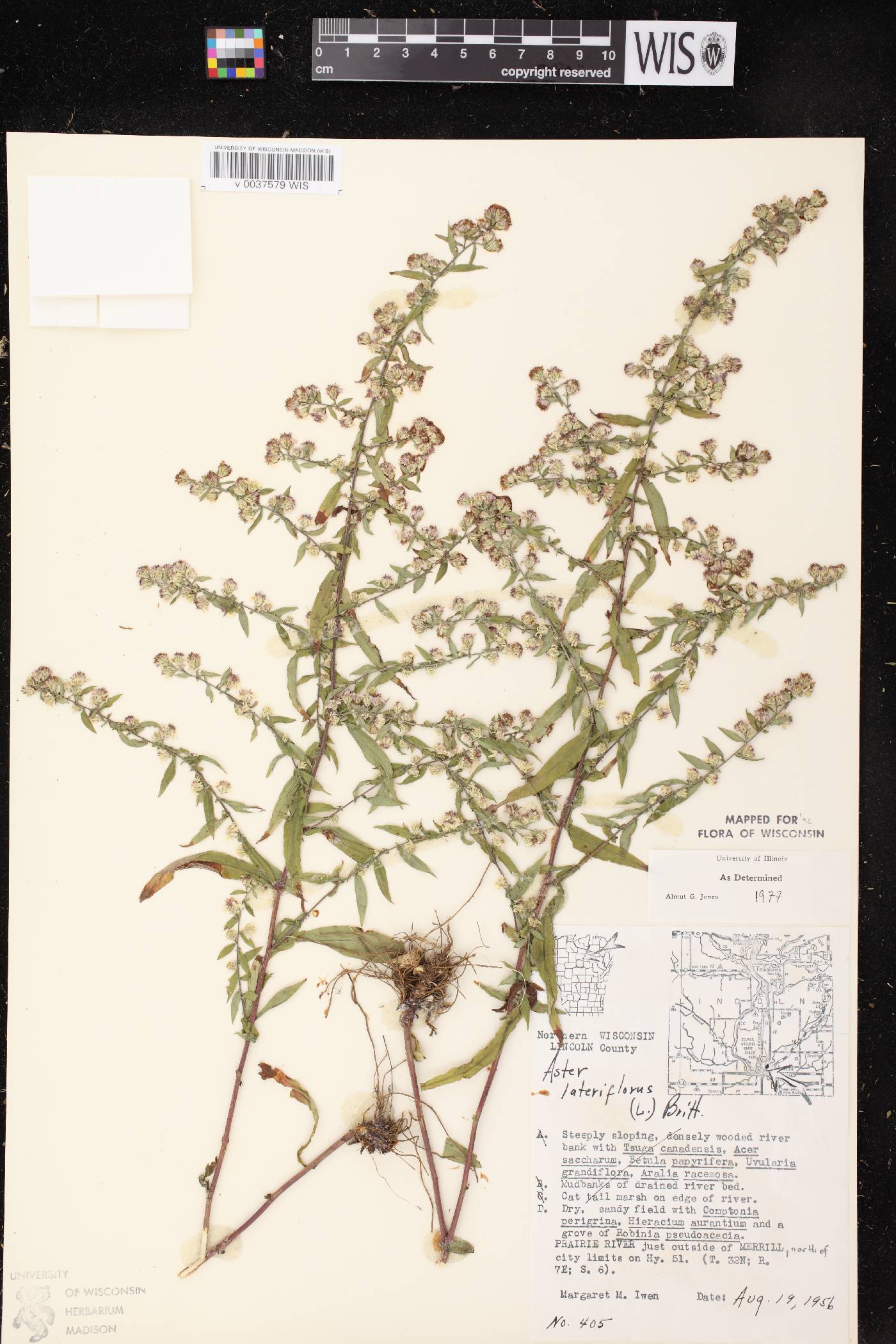 Symphyotrichum lateriflorum image