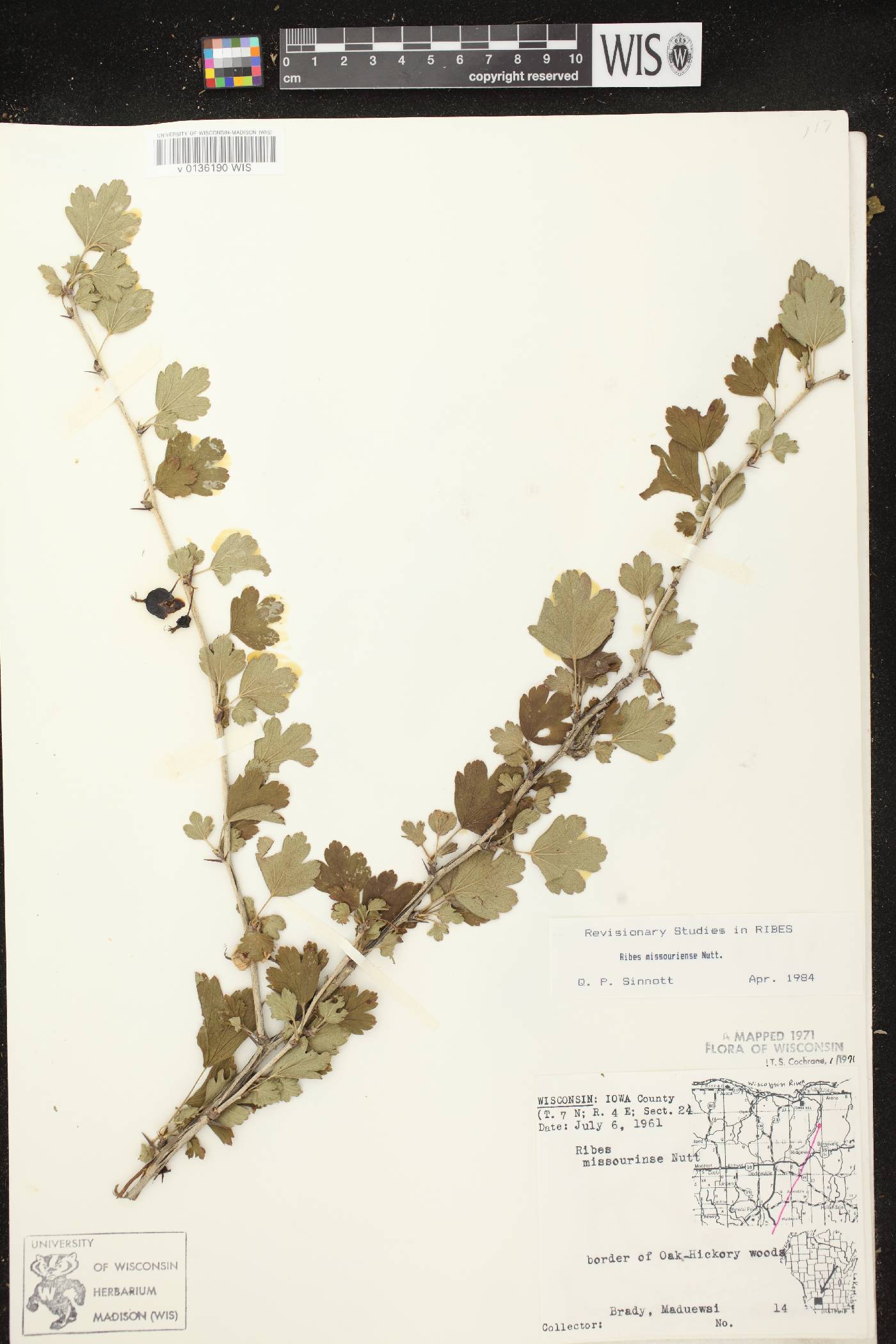 Ribes missouriense image