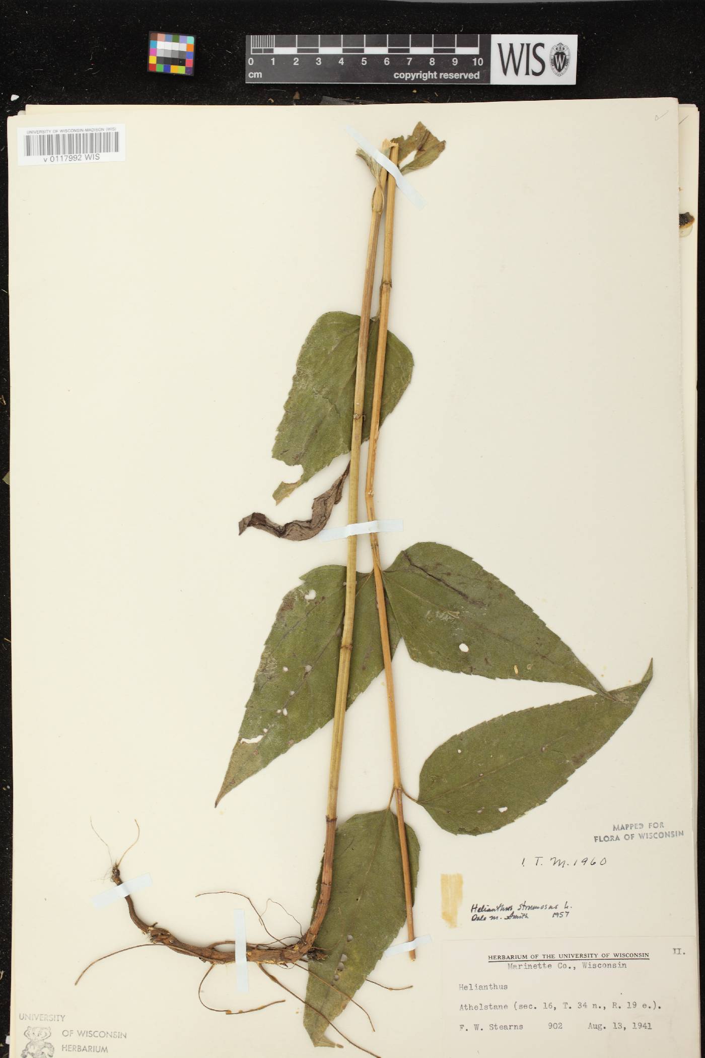 Helianthus strumosus image
