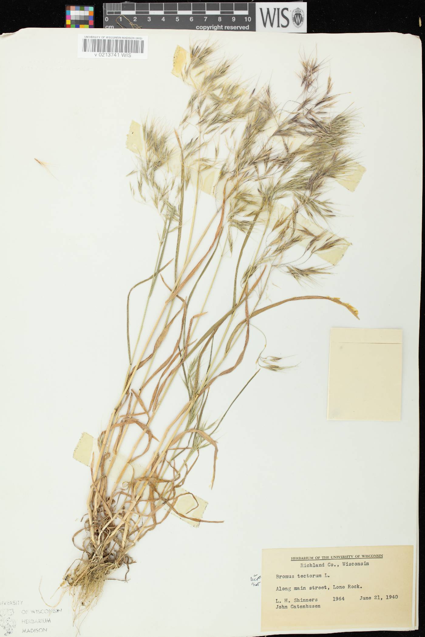Bromus tectorum image
