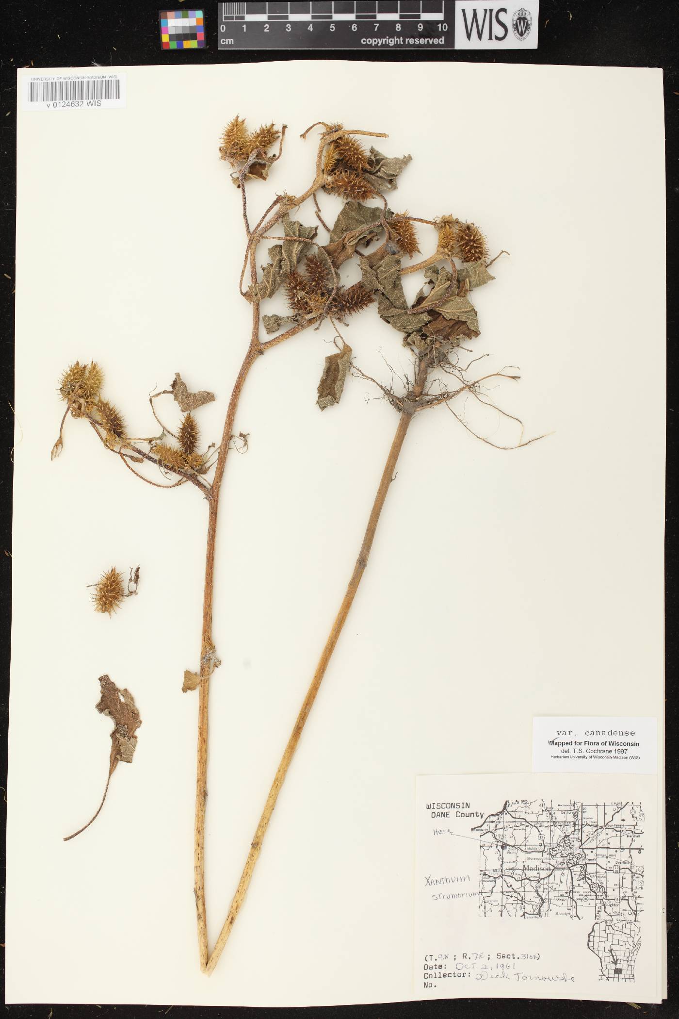 Xanthium strumarium image