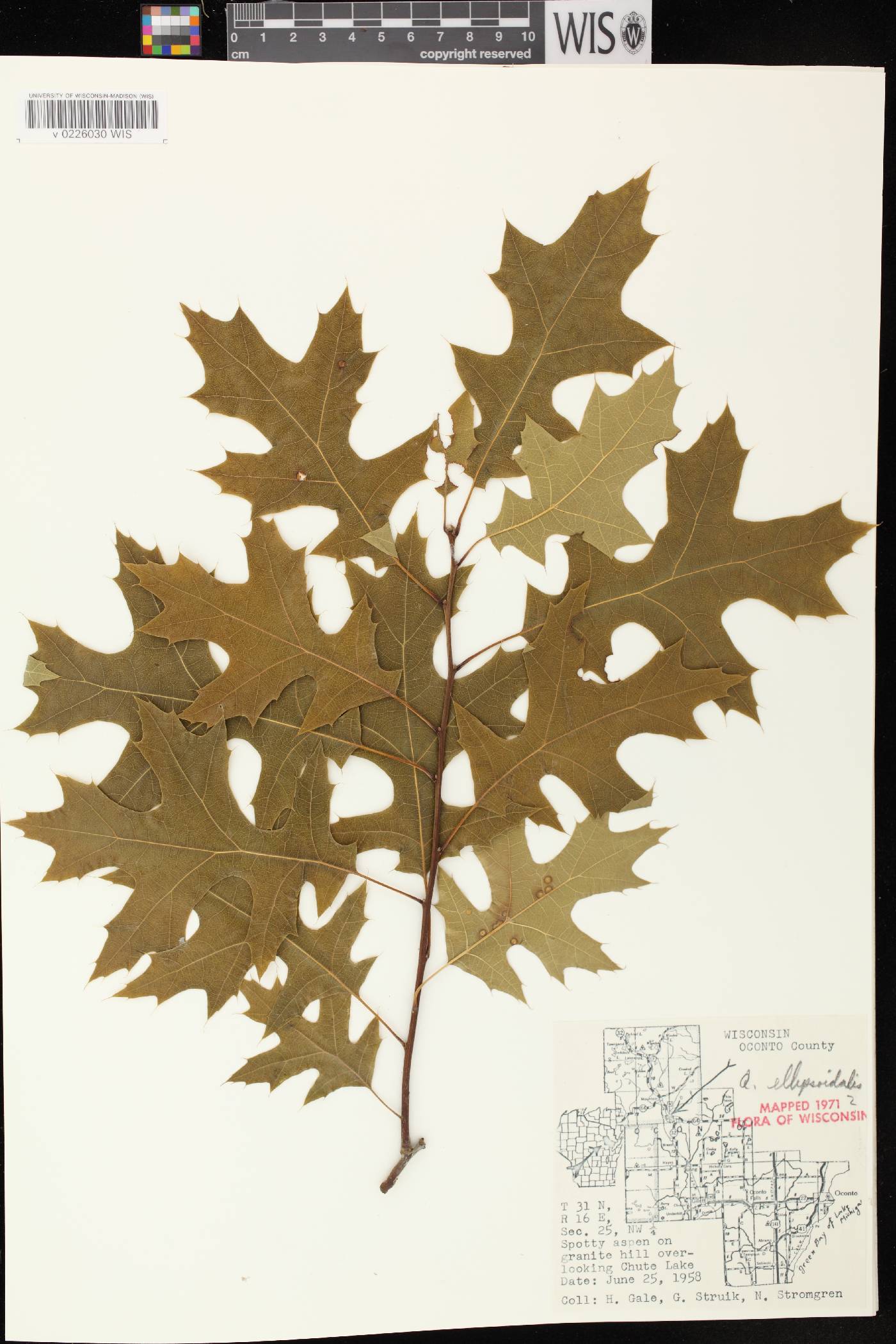 Quercus ellipsoidalis image