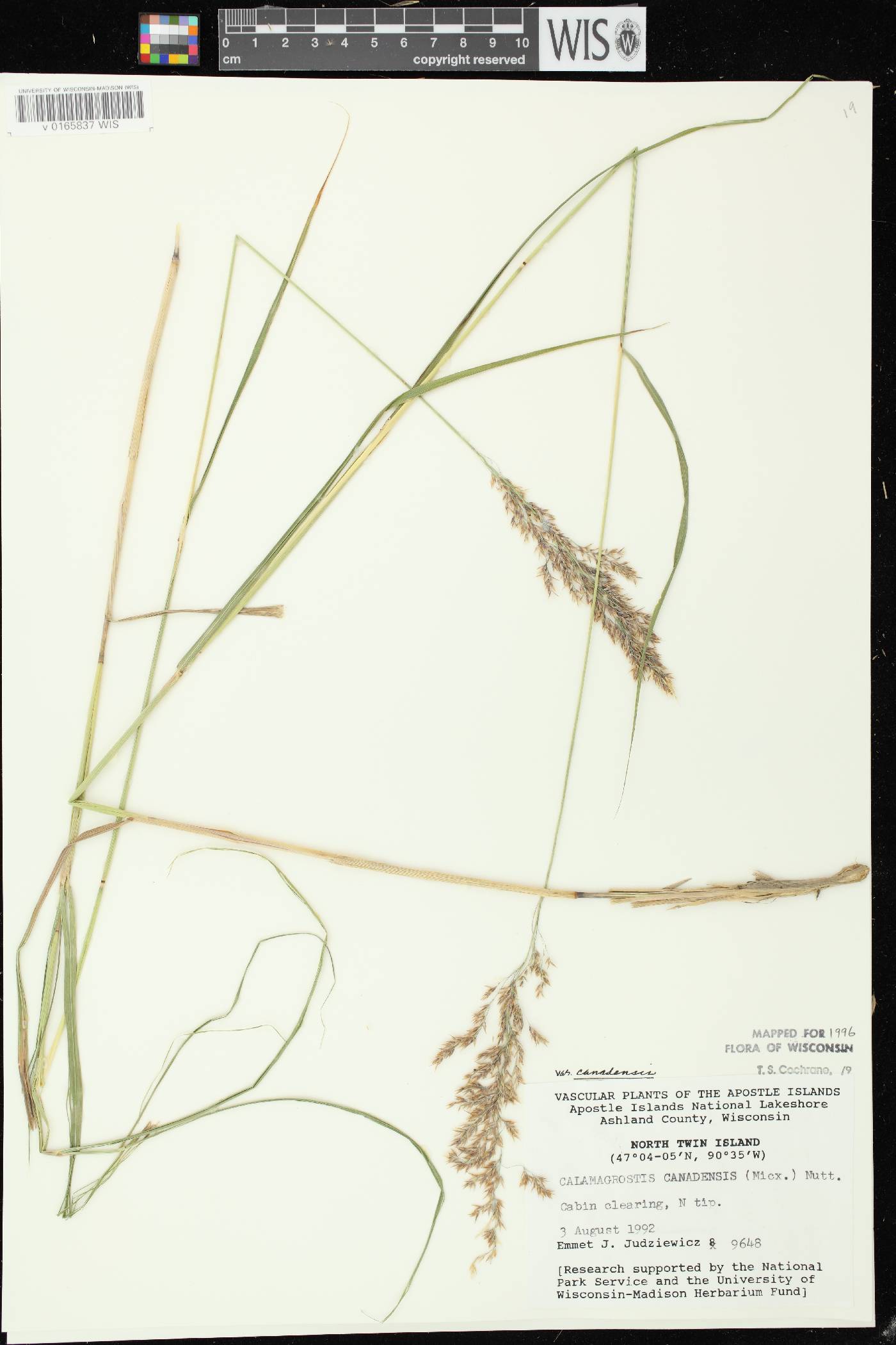 Calamagrostis canadensis var. canadensis image
