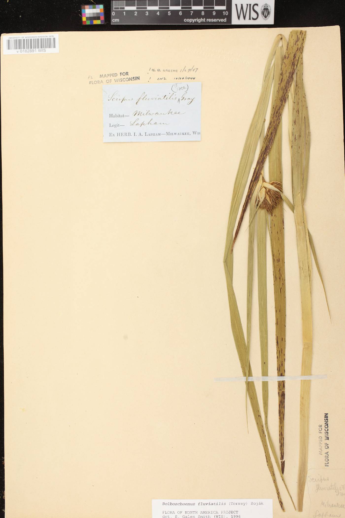 Bolboschoenus fluviatilis image