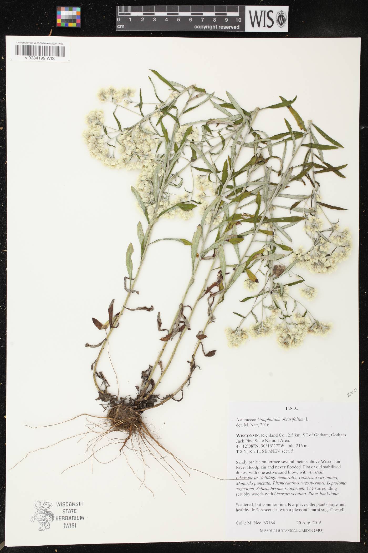 Pseudognaphalium obtusifolium image