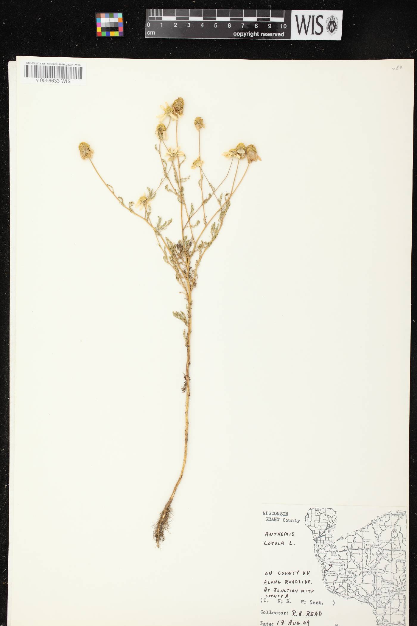 Anthemis cotula image