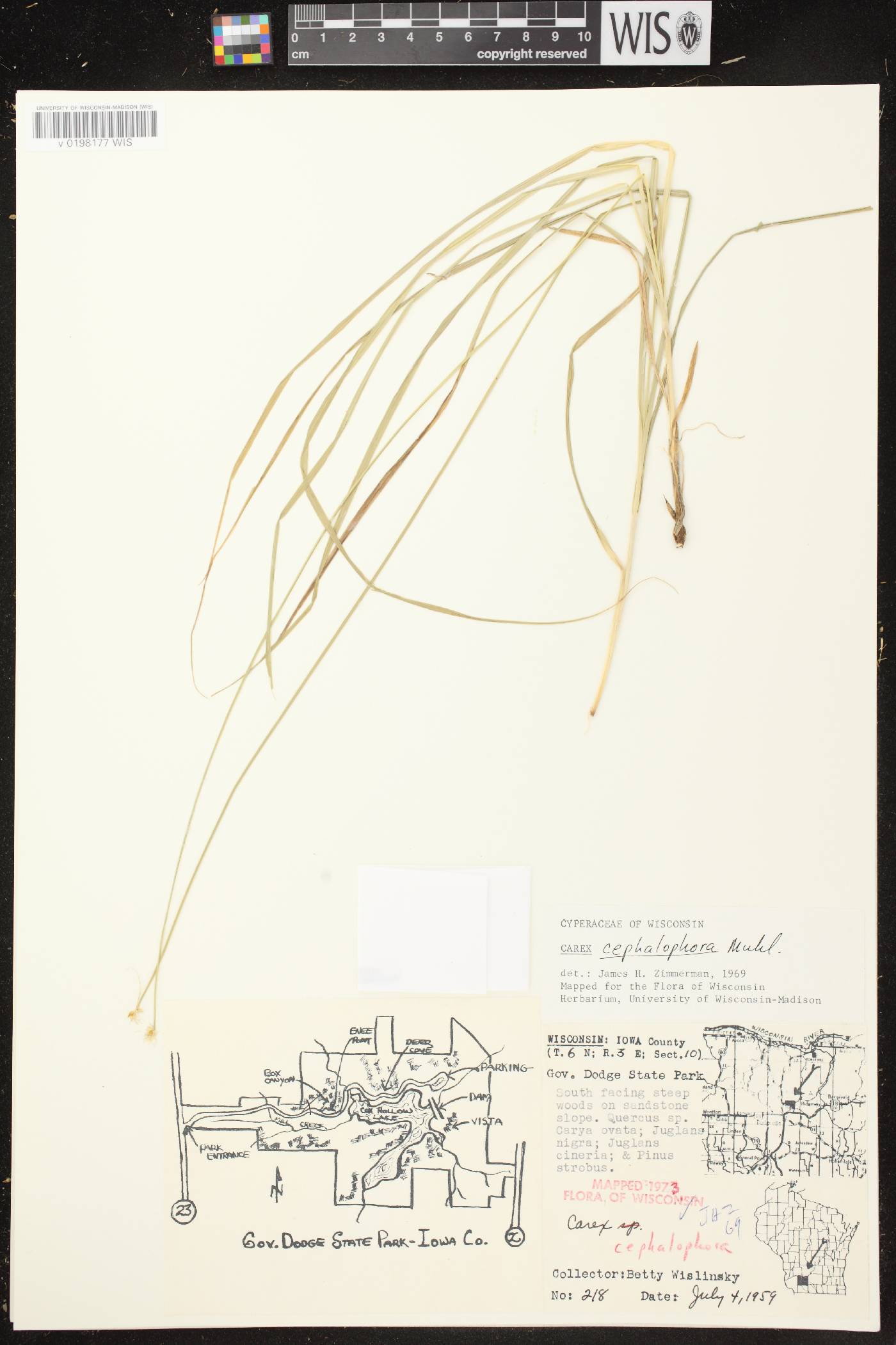 Carex cephalophora image