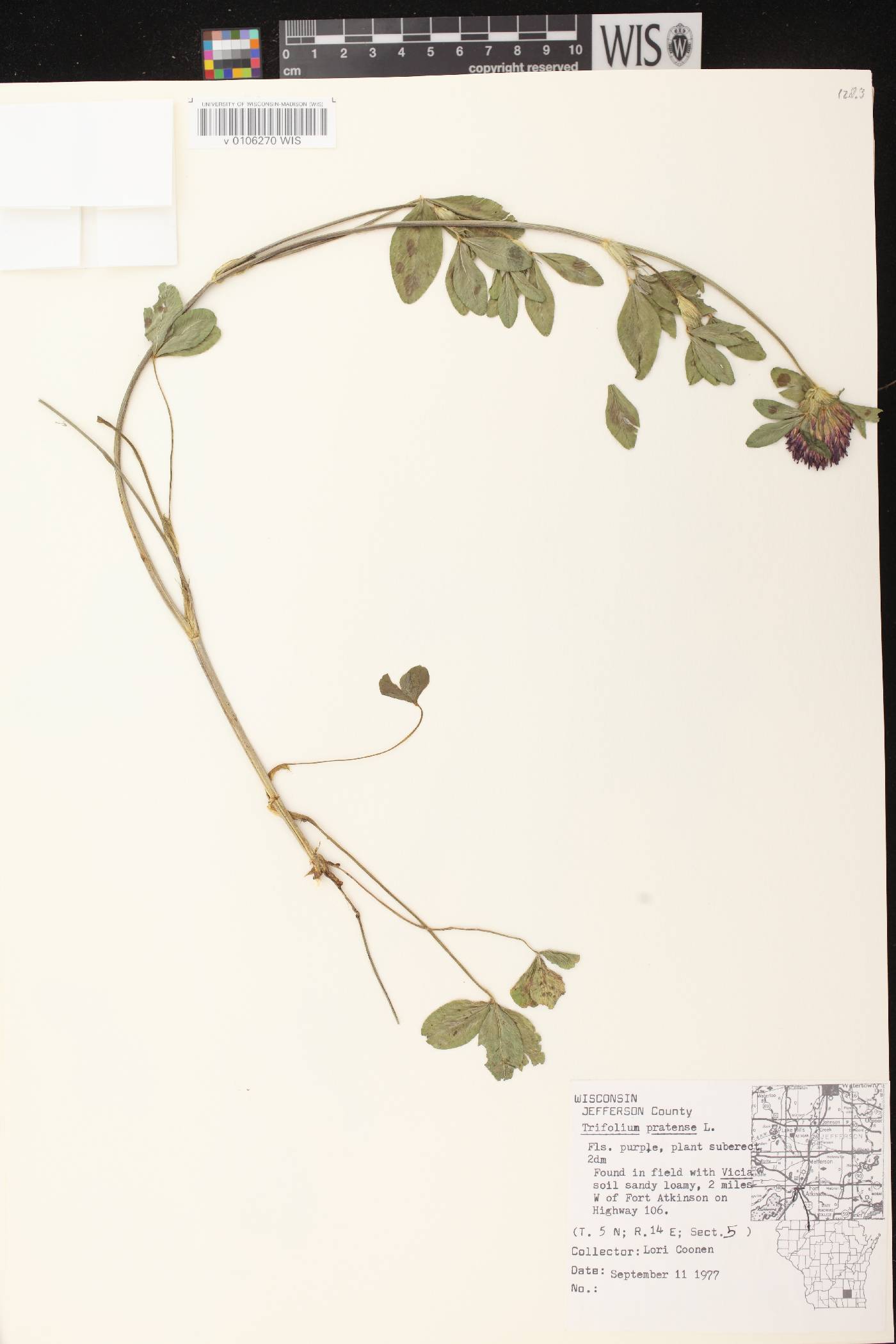 Trifolium pratense image