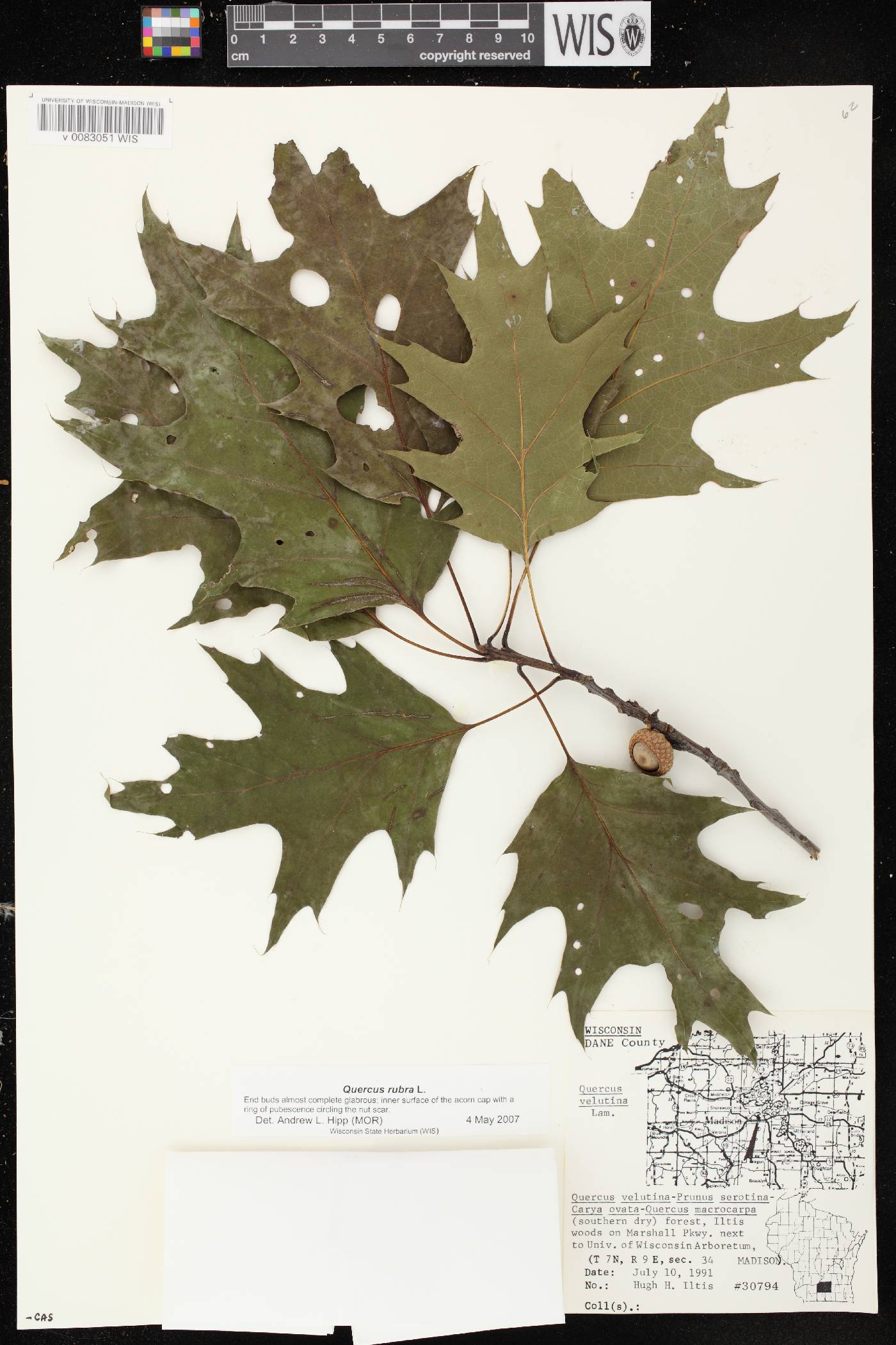 Quercus rubra image